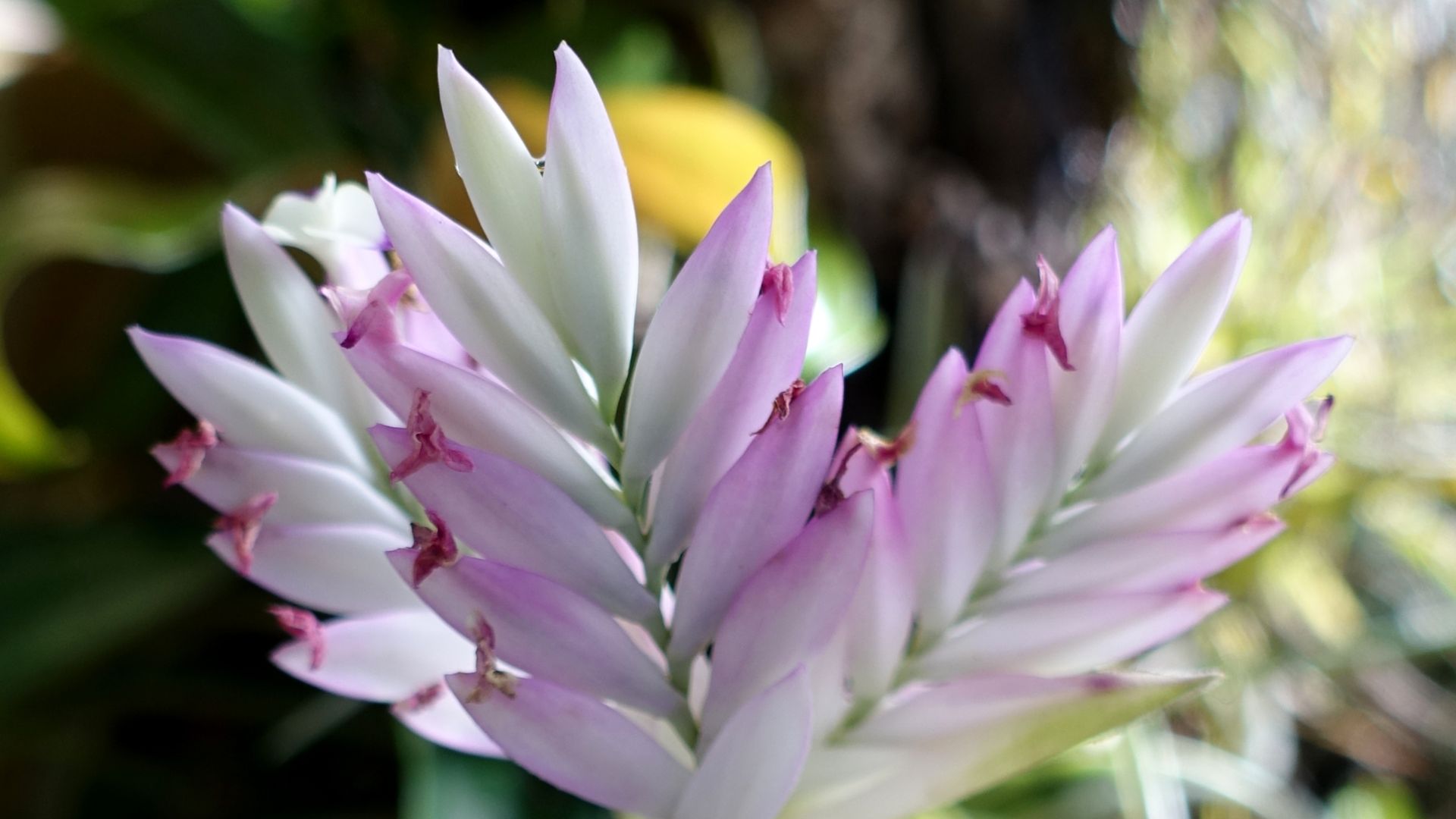 6. Tillandsia Cacticola