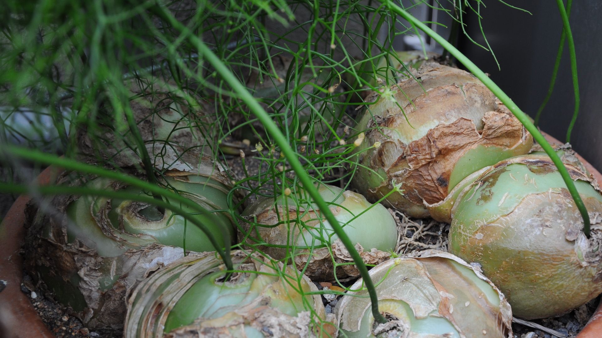9. Oignon de mer grimpant