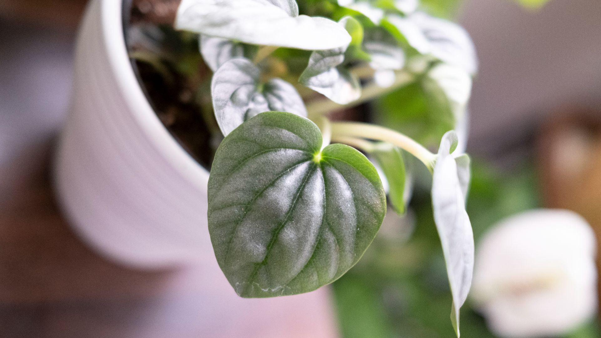 12. Peperomia Frost