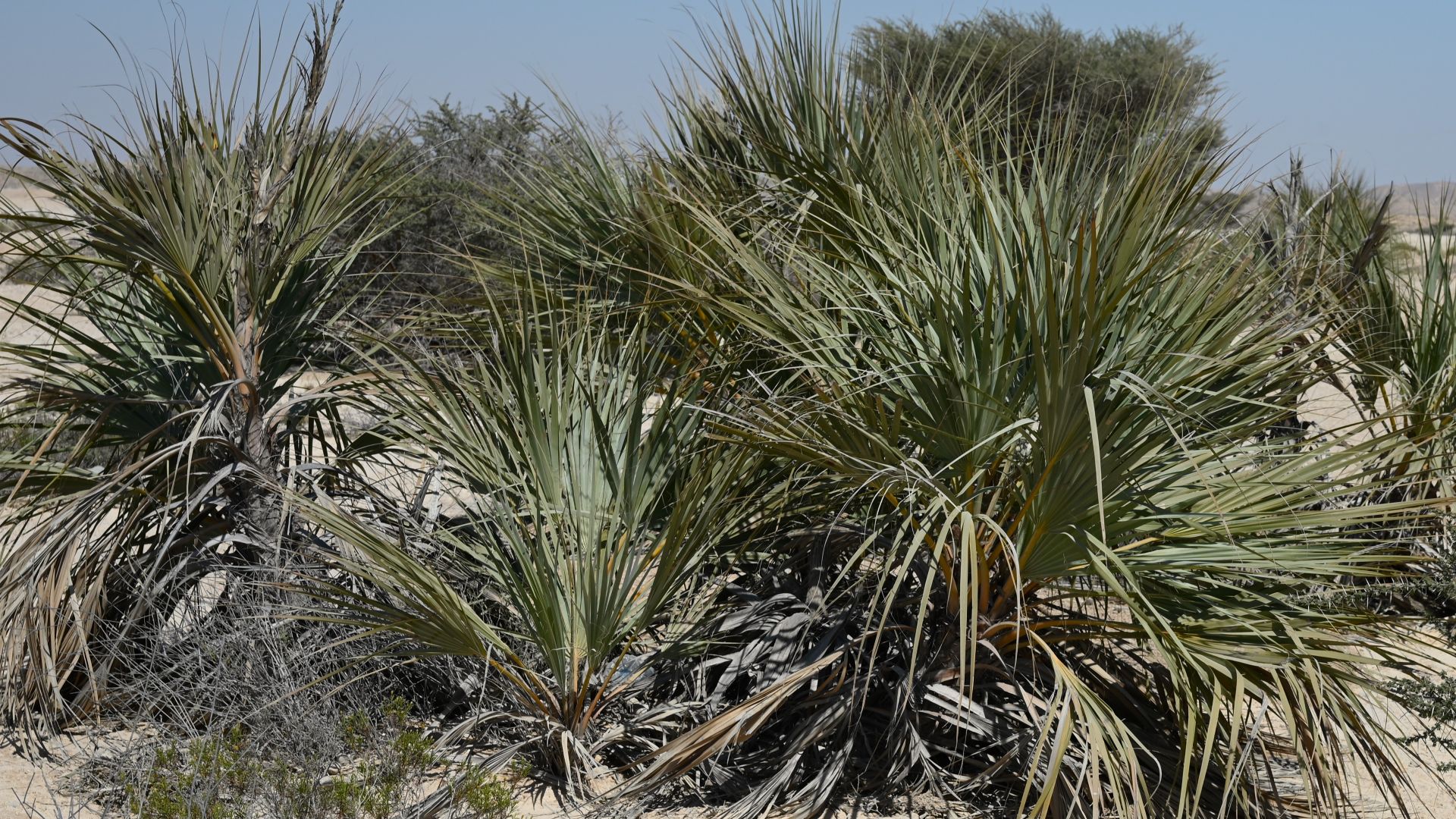 16. Mazari Palm
