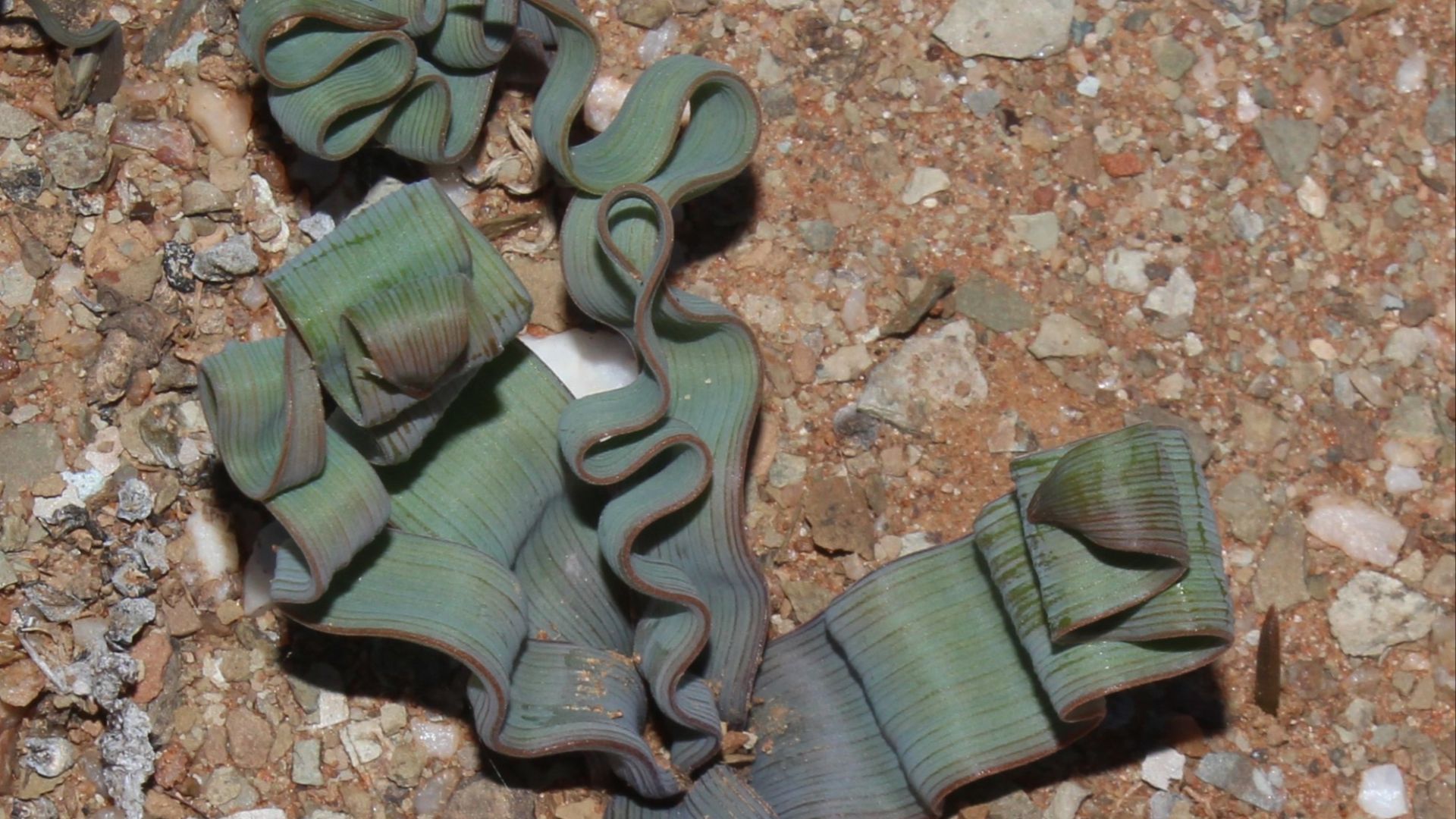 15. Trachyandra Tortilis
