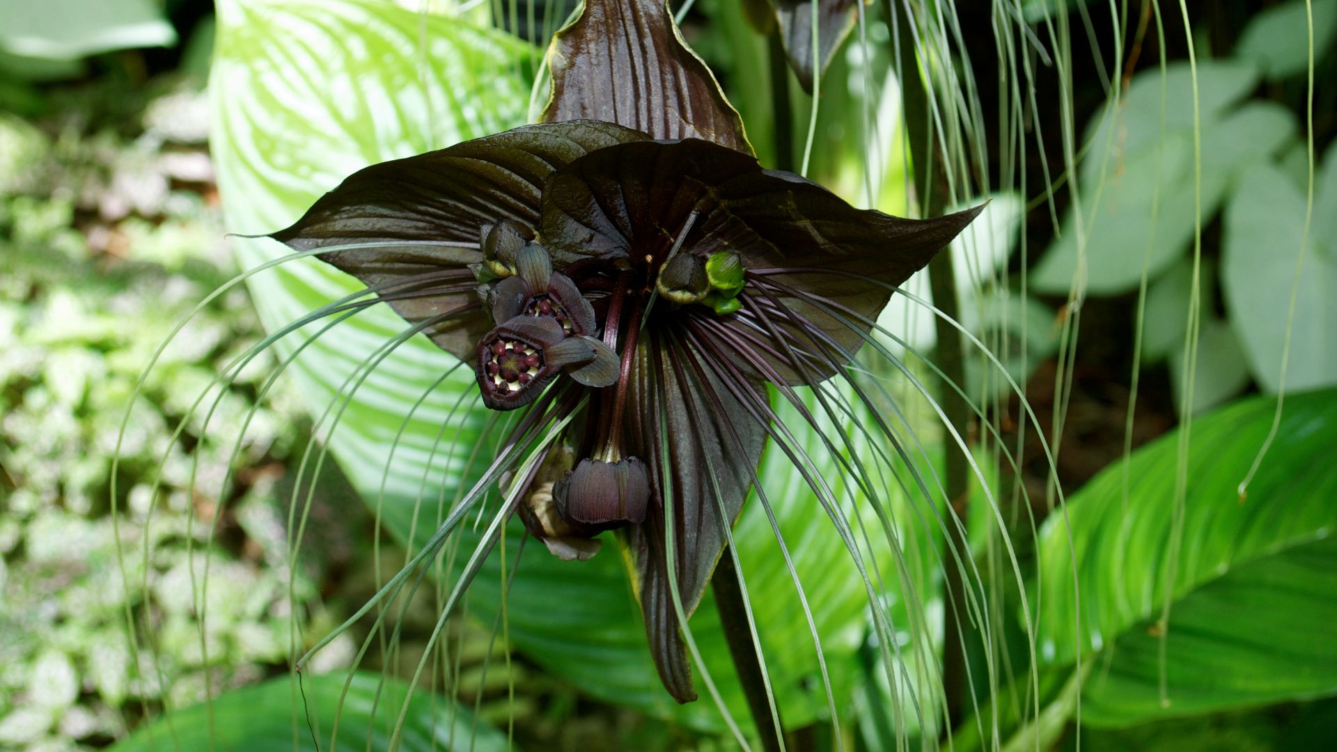 20. Fleur de chauve-souris