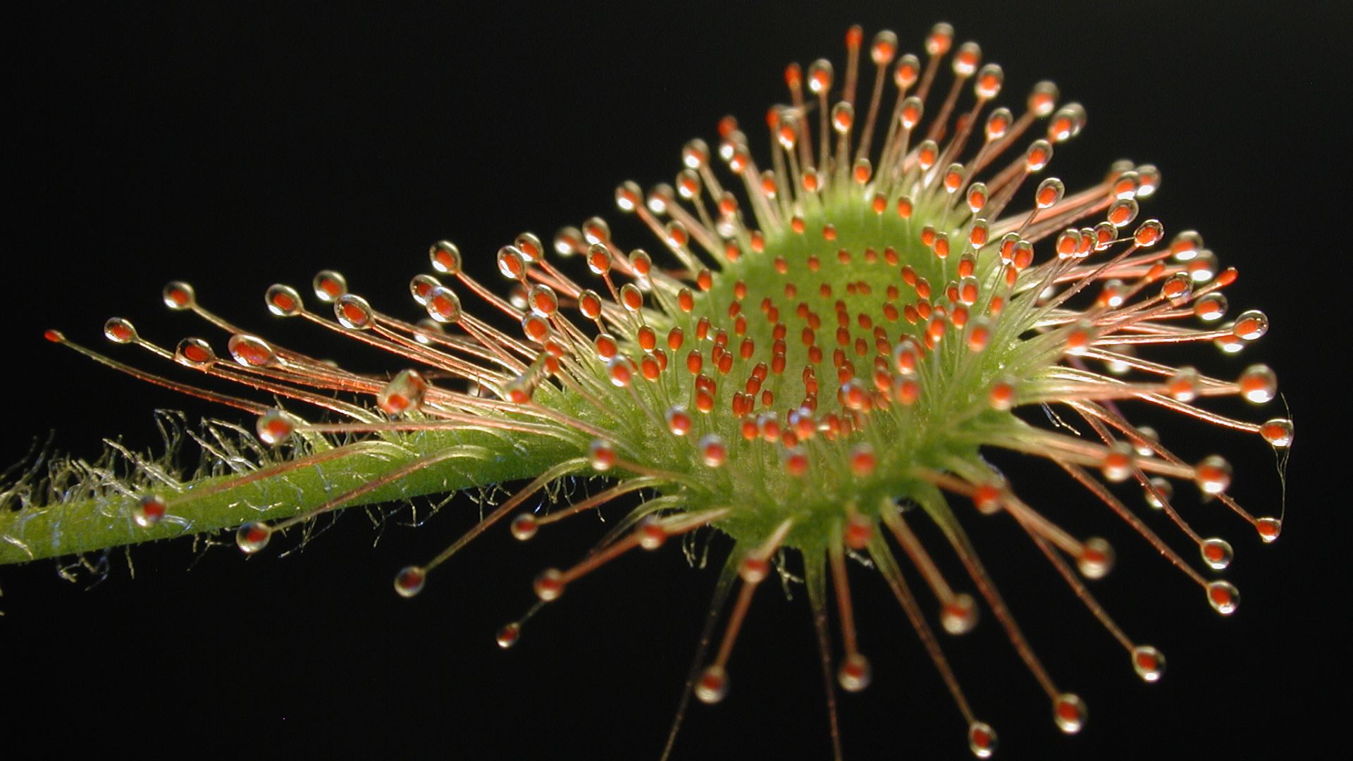 19. Sundew