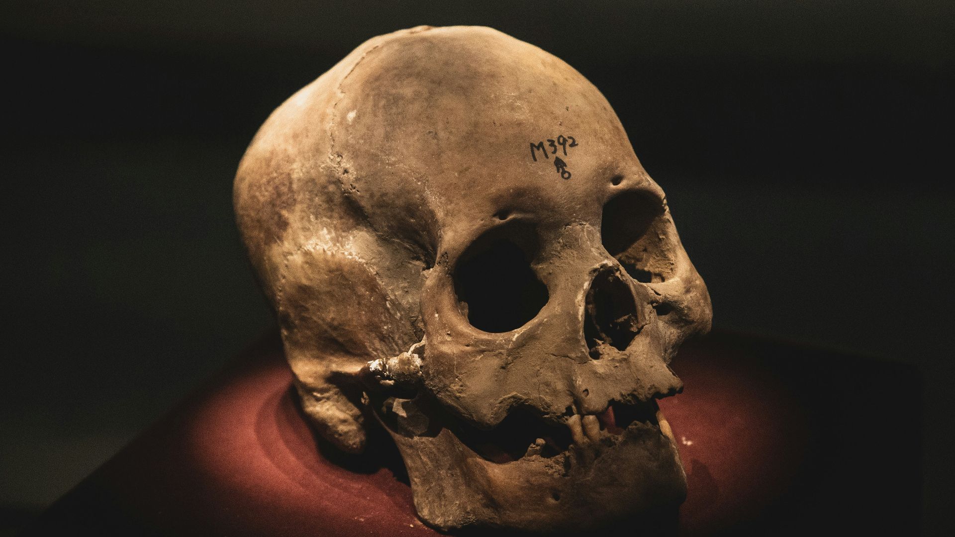 10. Un crâne de vampire médiéval