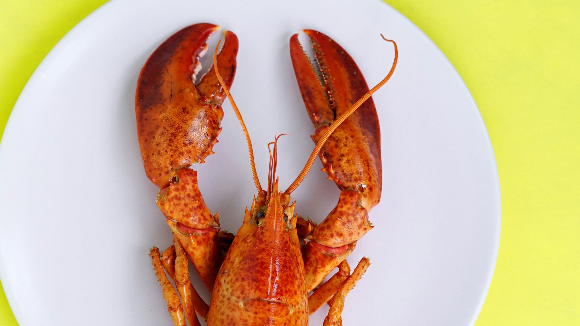 12. Homard