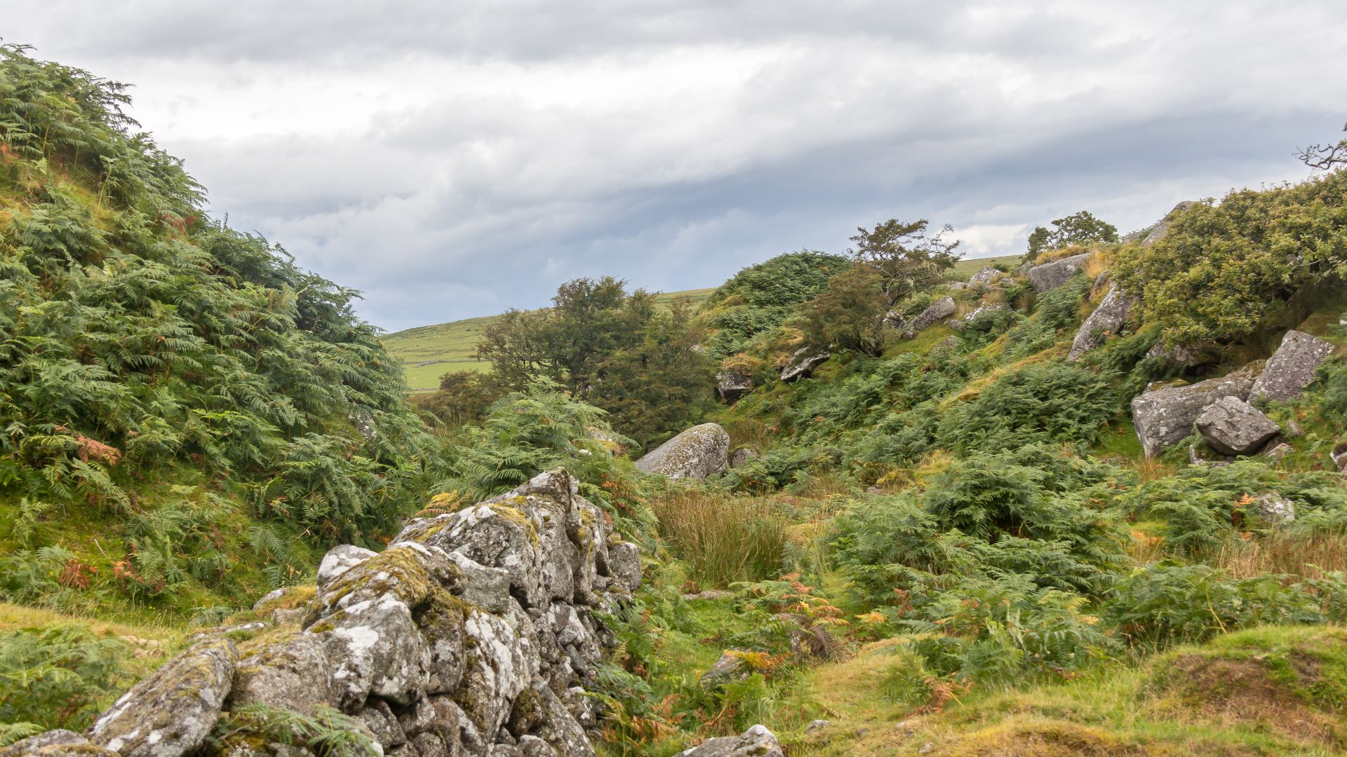 9. La bête de Bodmin Moor