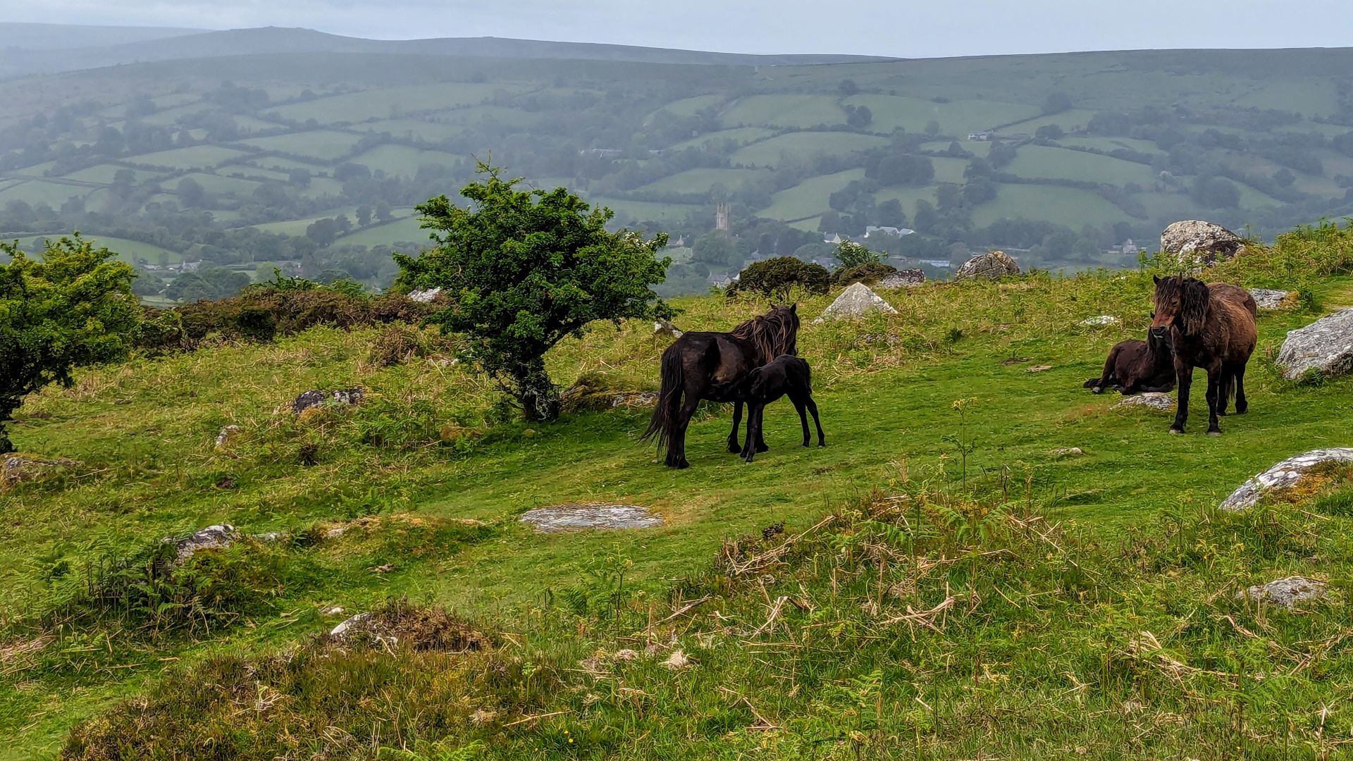 13. La bête du Dartmoor