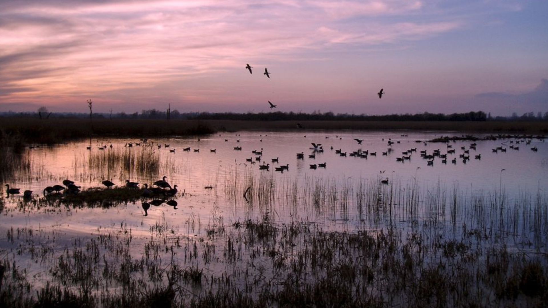 16. L'homme à la lanterne de Norfolk Fens