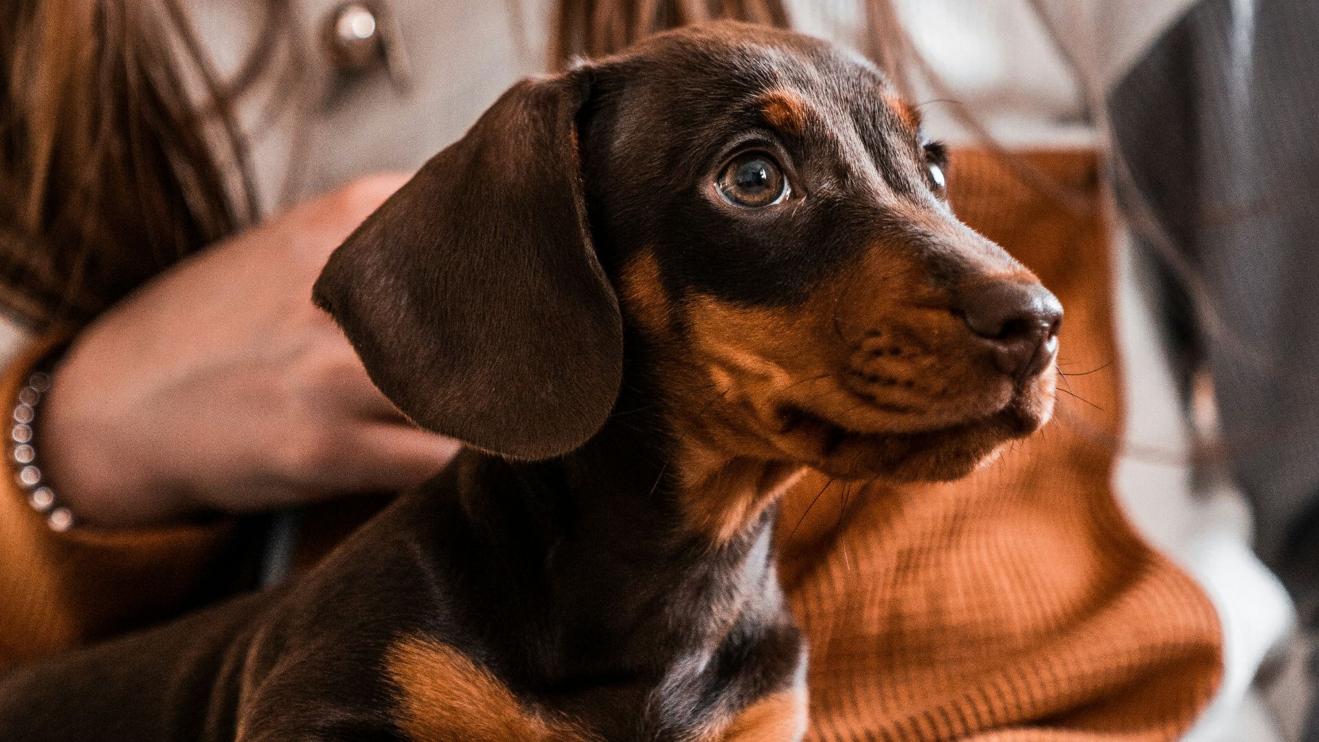 1. Garde d'animaux