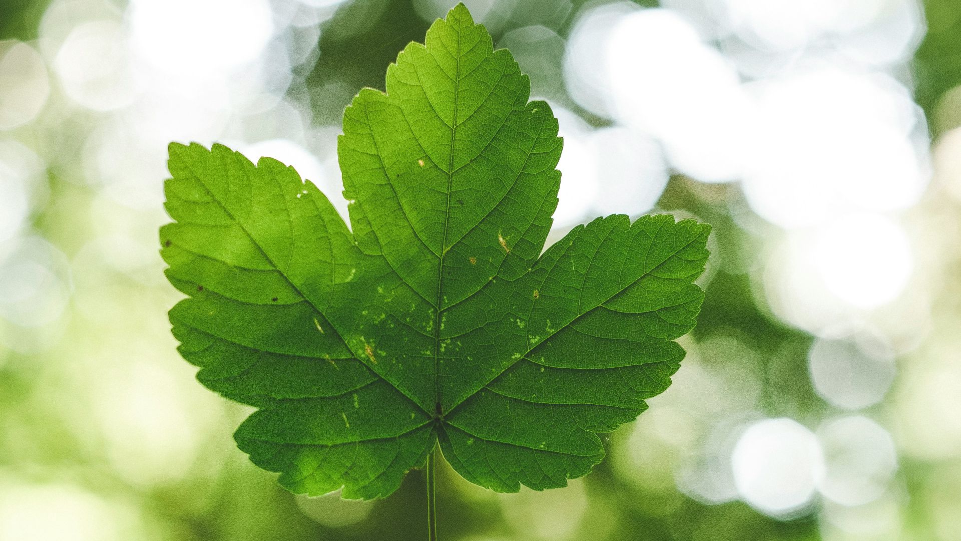 10. Toxines environnementales