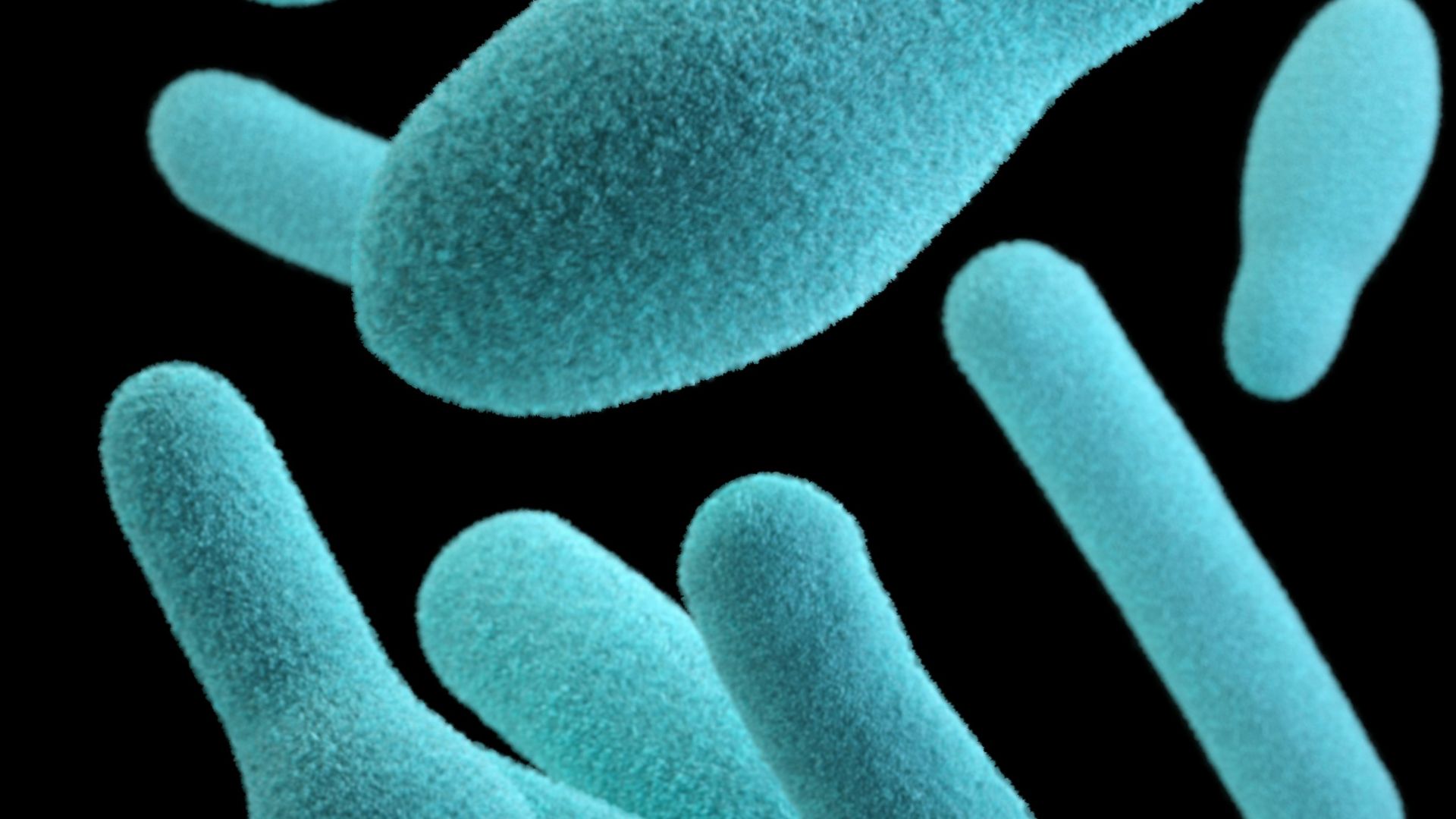 13. Résistance aux antibiotiques