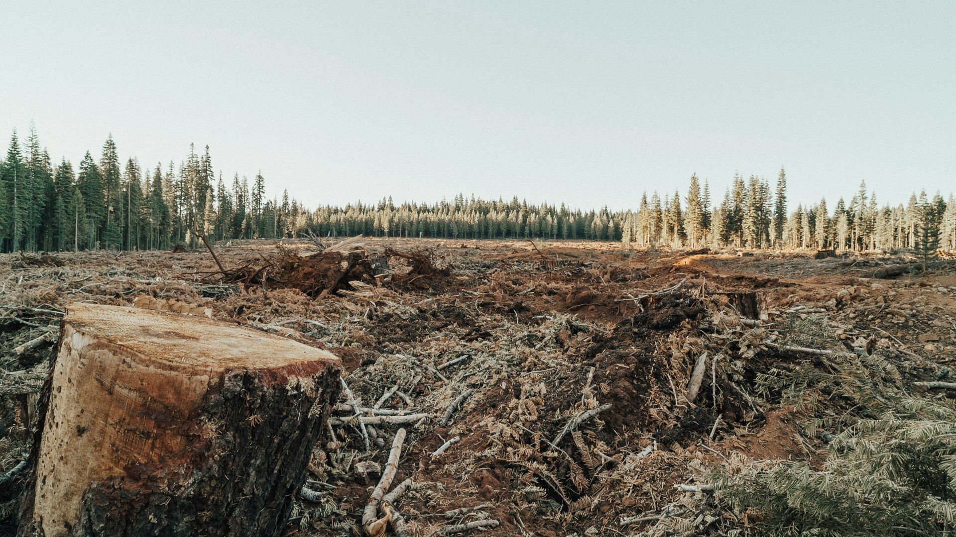 19. Déforestation massive