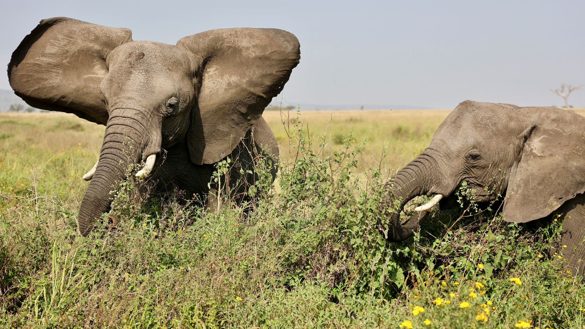 2. Safari animalier