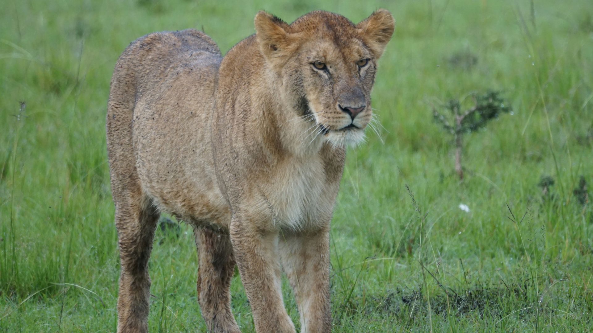12. Safari au pays des lions