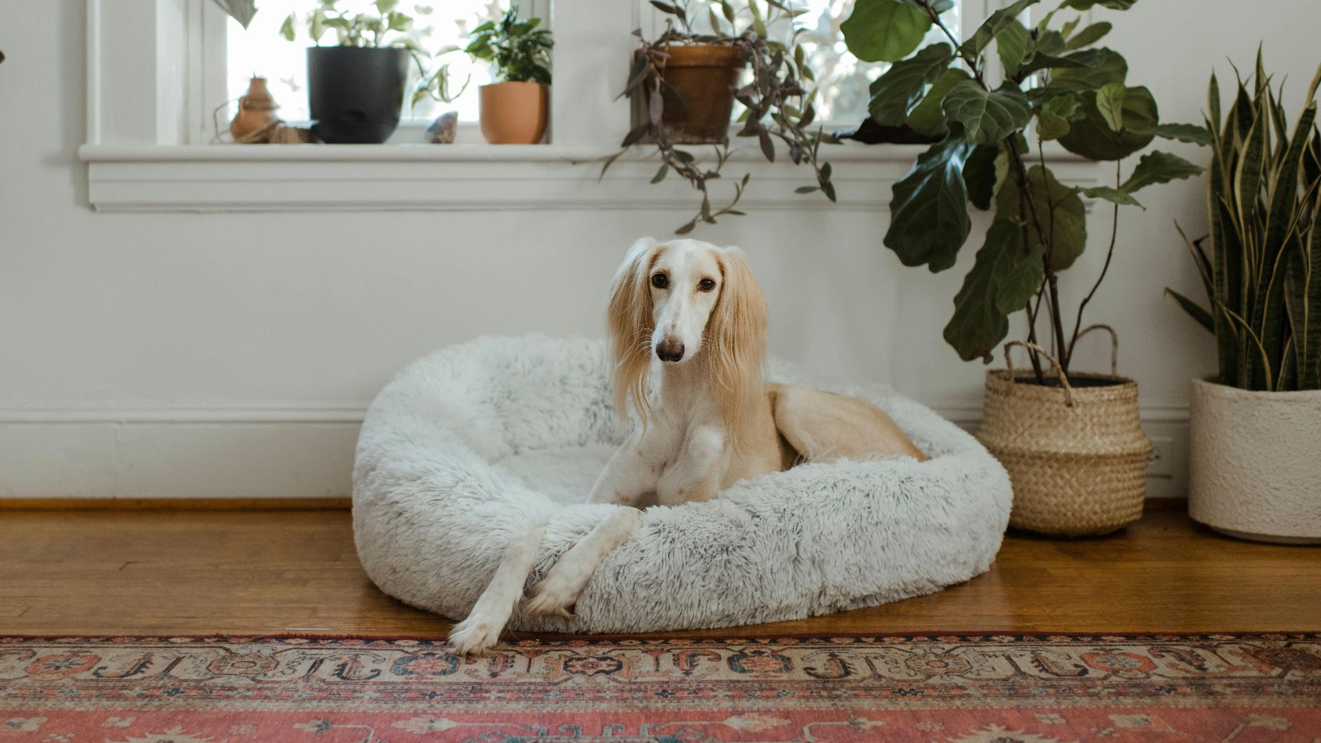 18. Fournitures pour animaux de compagnie