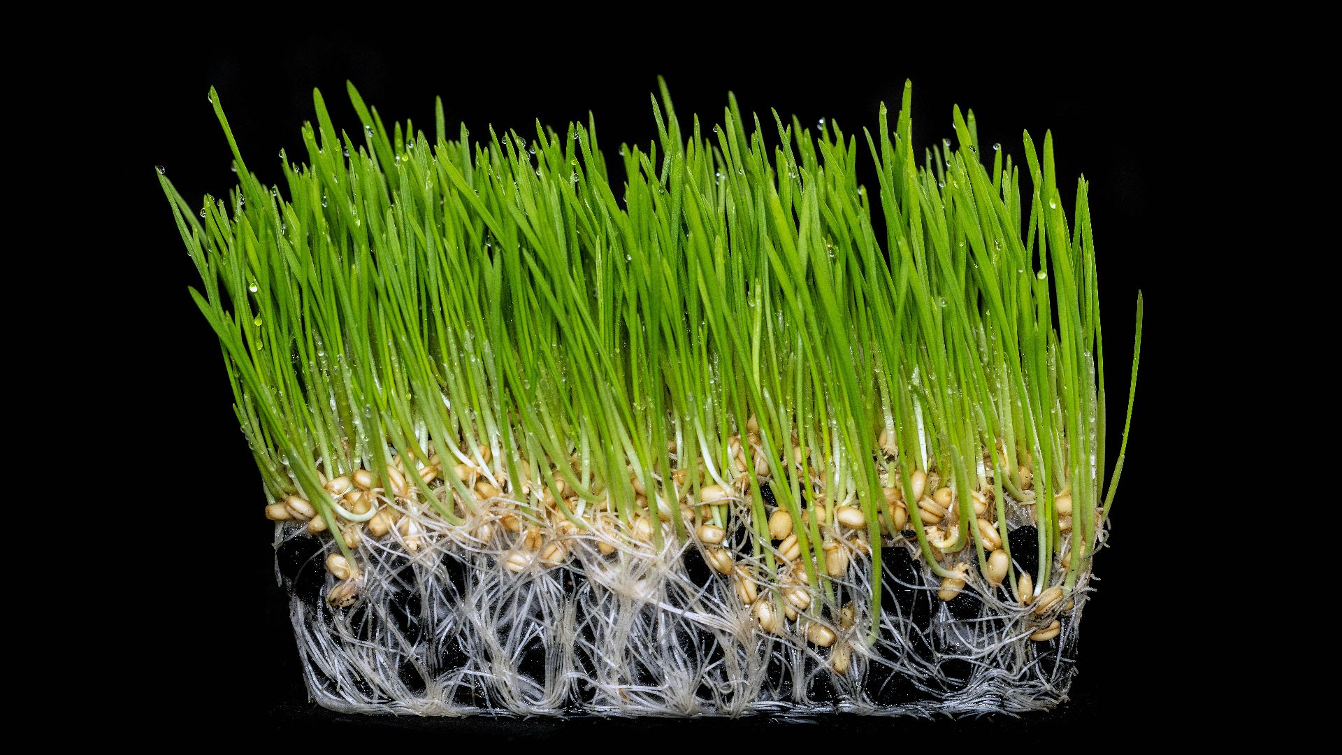 4. Herbe de blé
