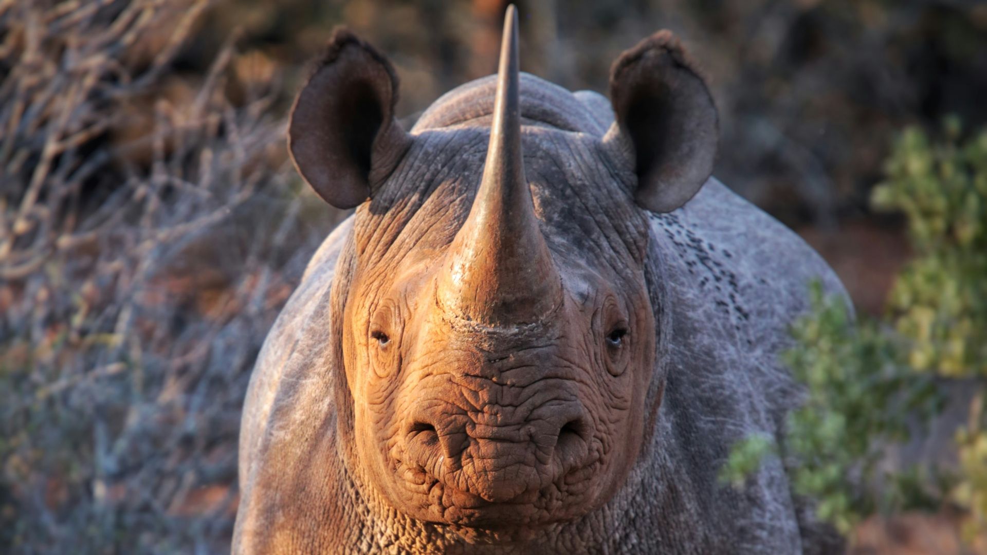 4. Rhinocéros