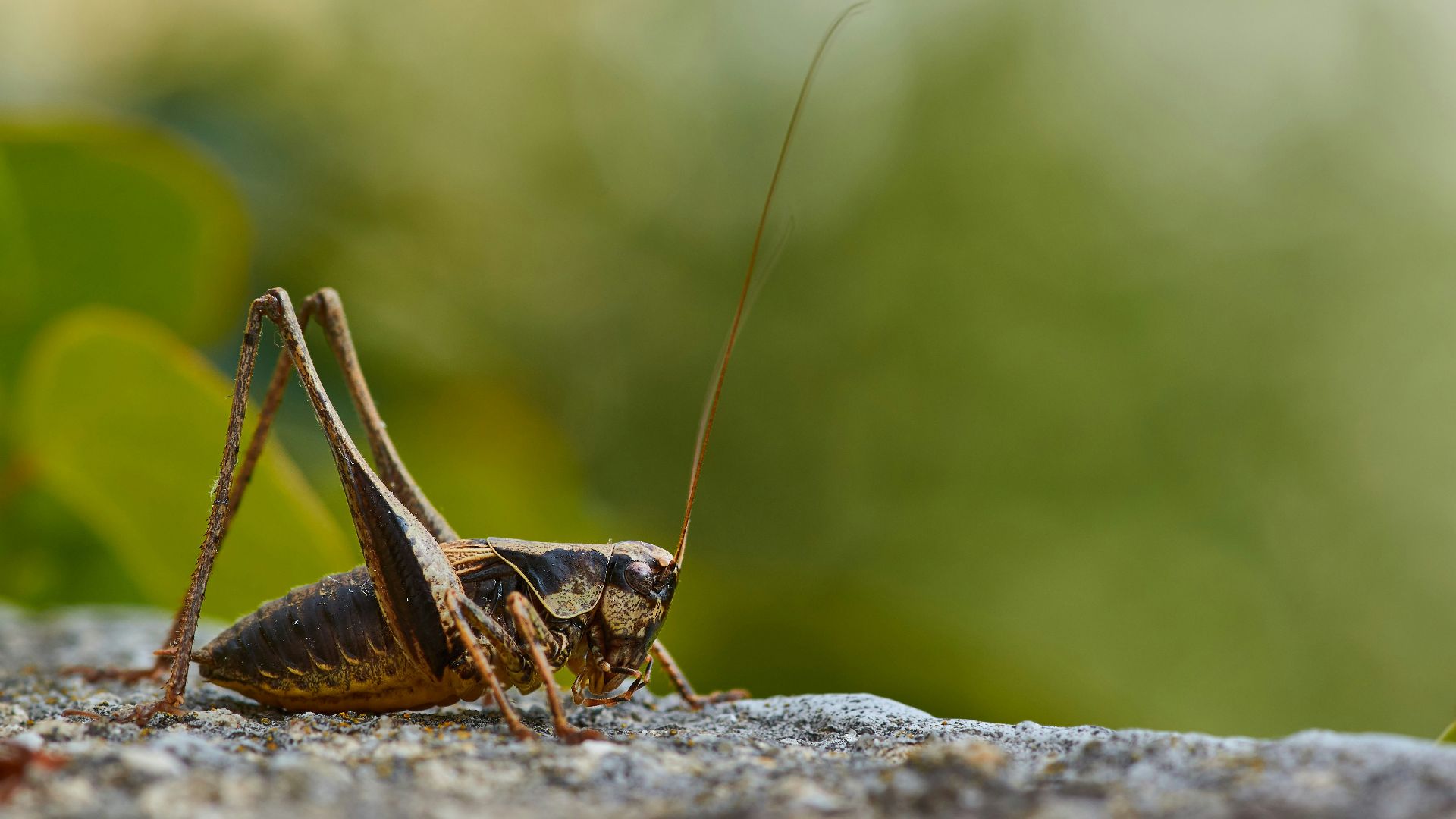 20. Le bourdonnement des nuits d'été