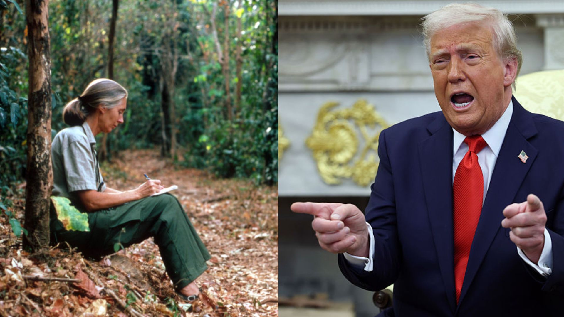 Les derniers mots de Jane Goodall attaquent Trump, Poutine, Musk et Netanyahu