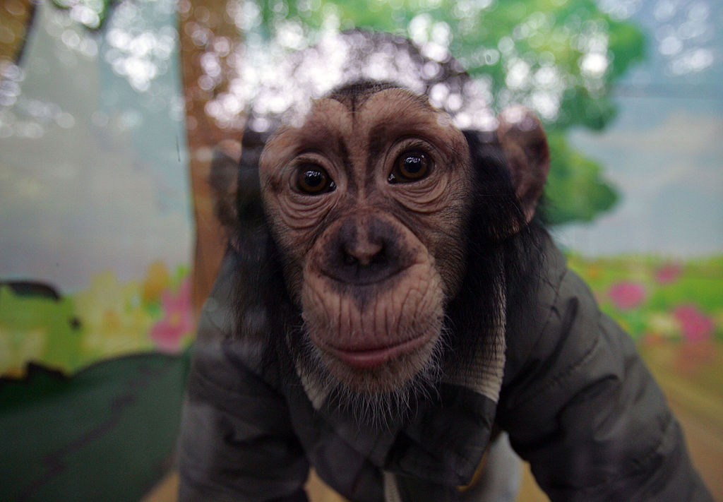 Comportement animal et humain