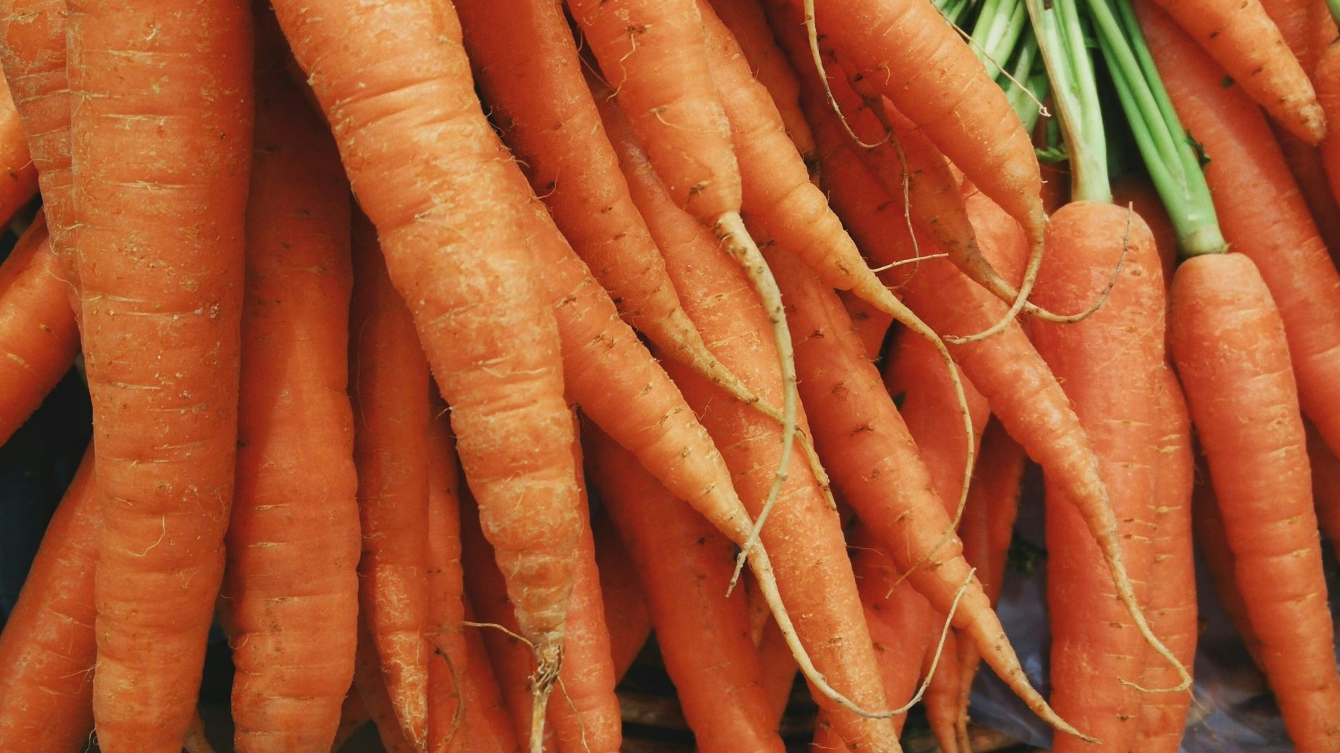 13. Carottes