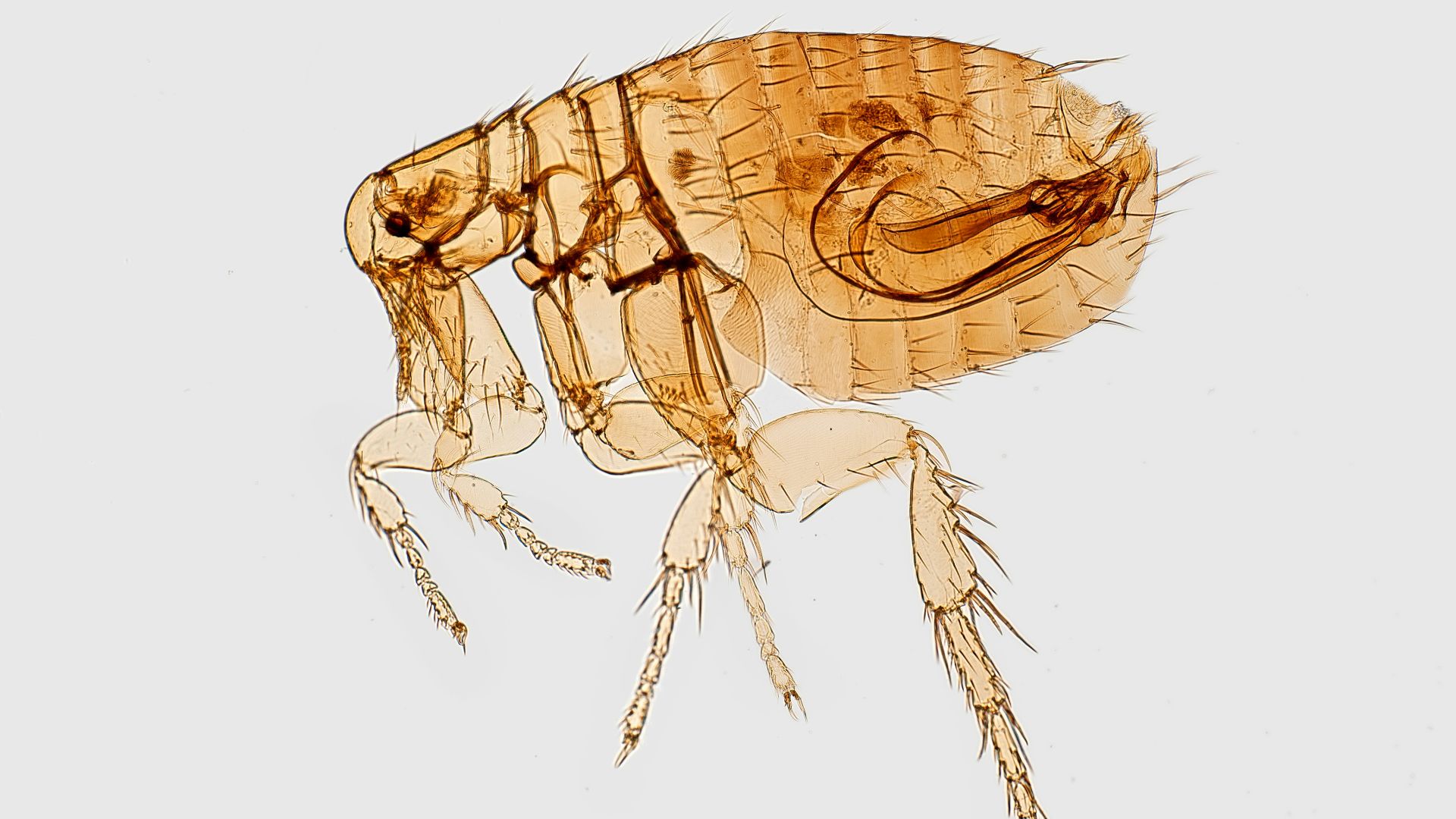 9. Typhus