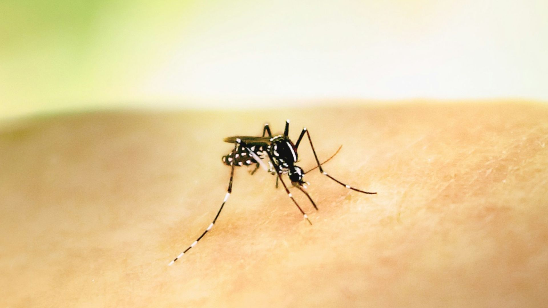 1. Malaria