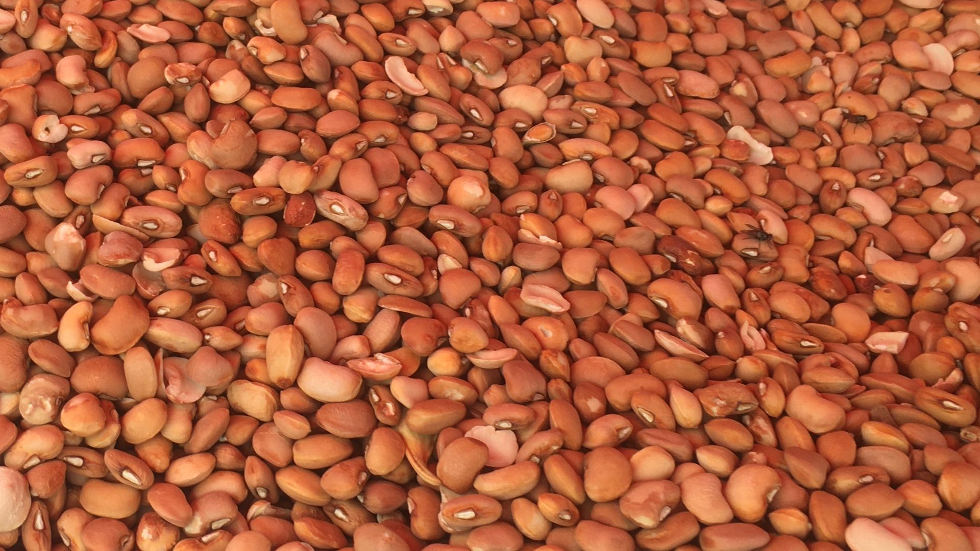 17. Haricots
