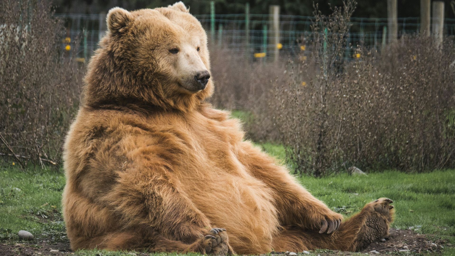 6. La chasse à l'ours