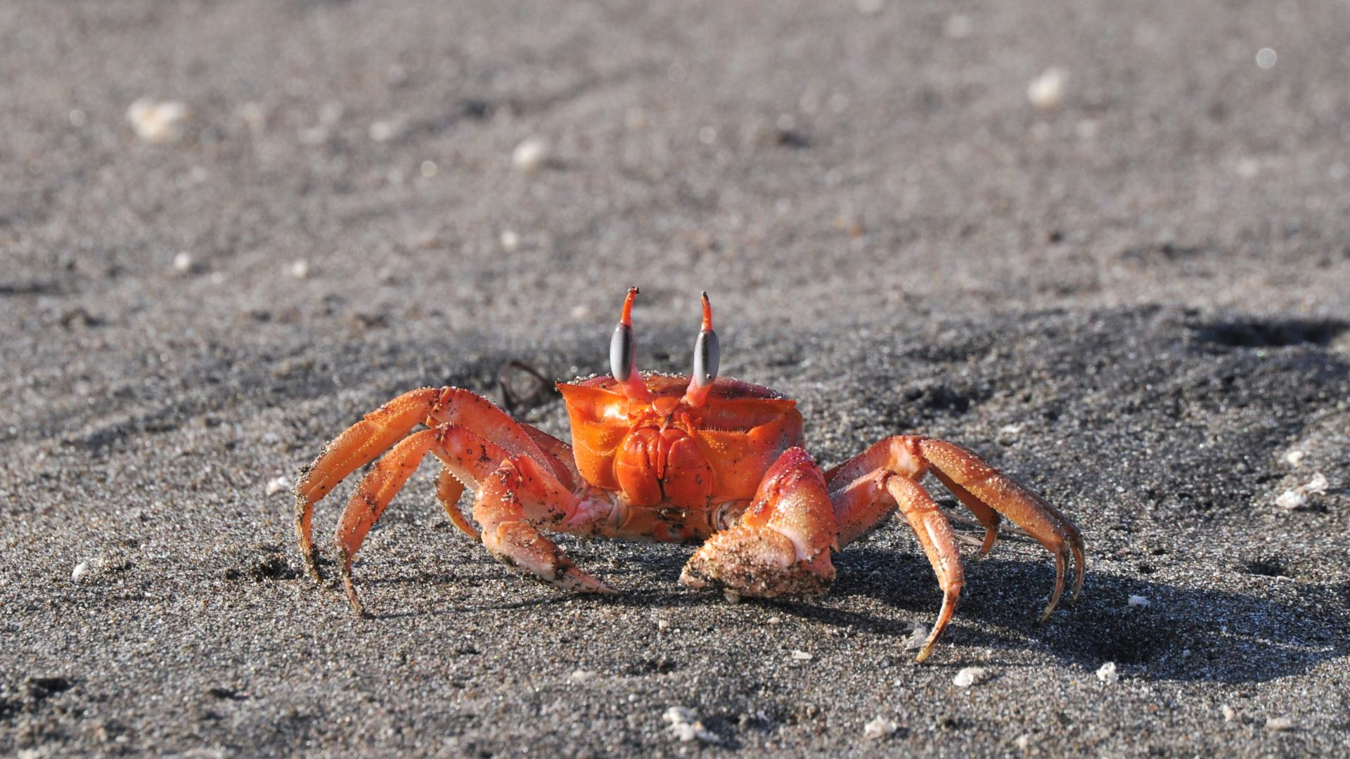 8. Marche des crabes