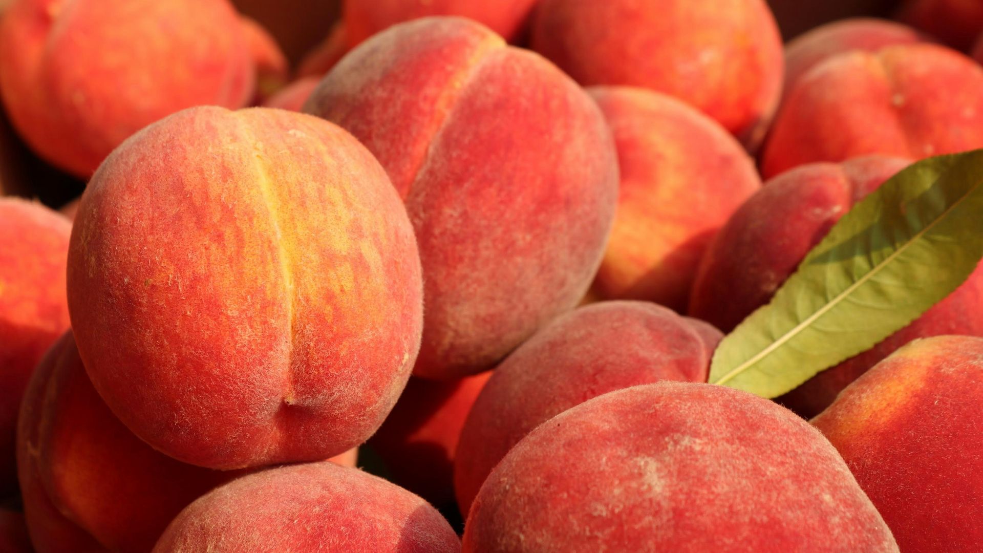 7. Pêches et nectarines