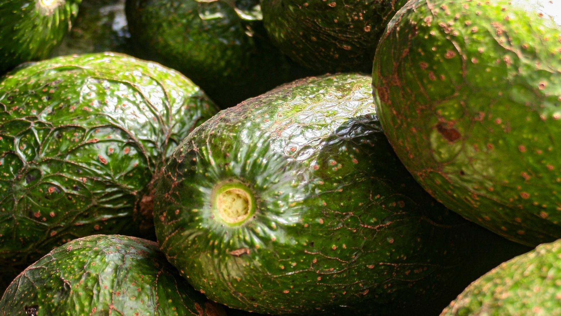 1. Avocats