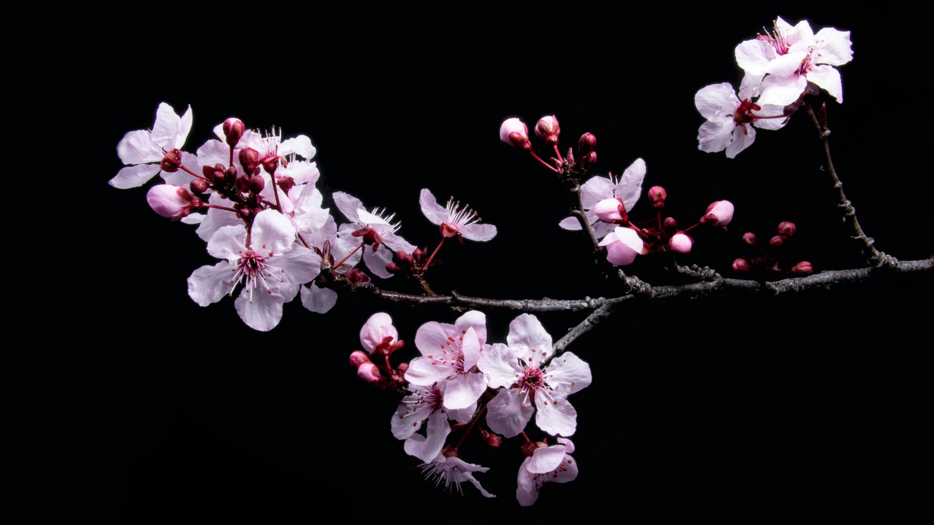 1. Sortilège d'amour