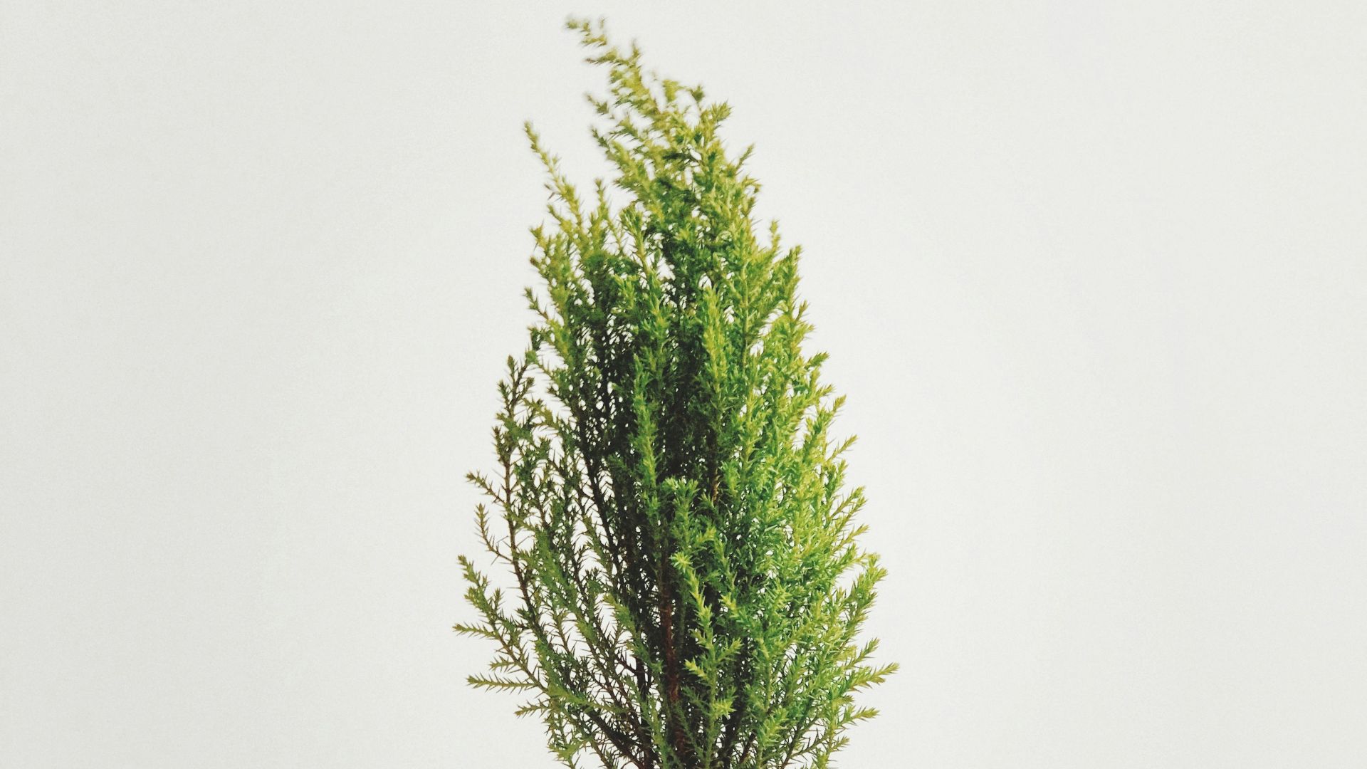 3. Elixir aromatique