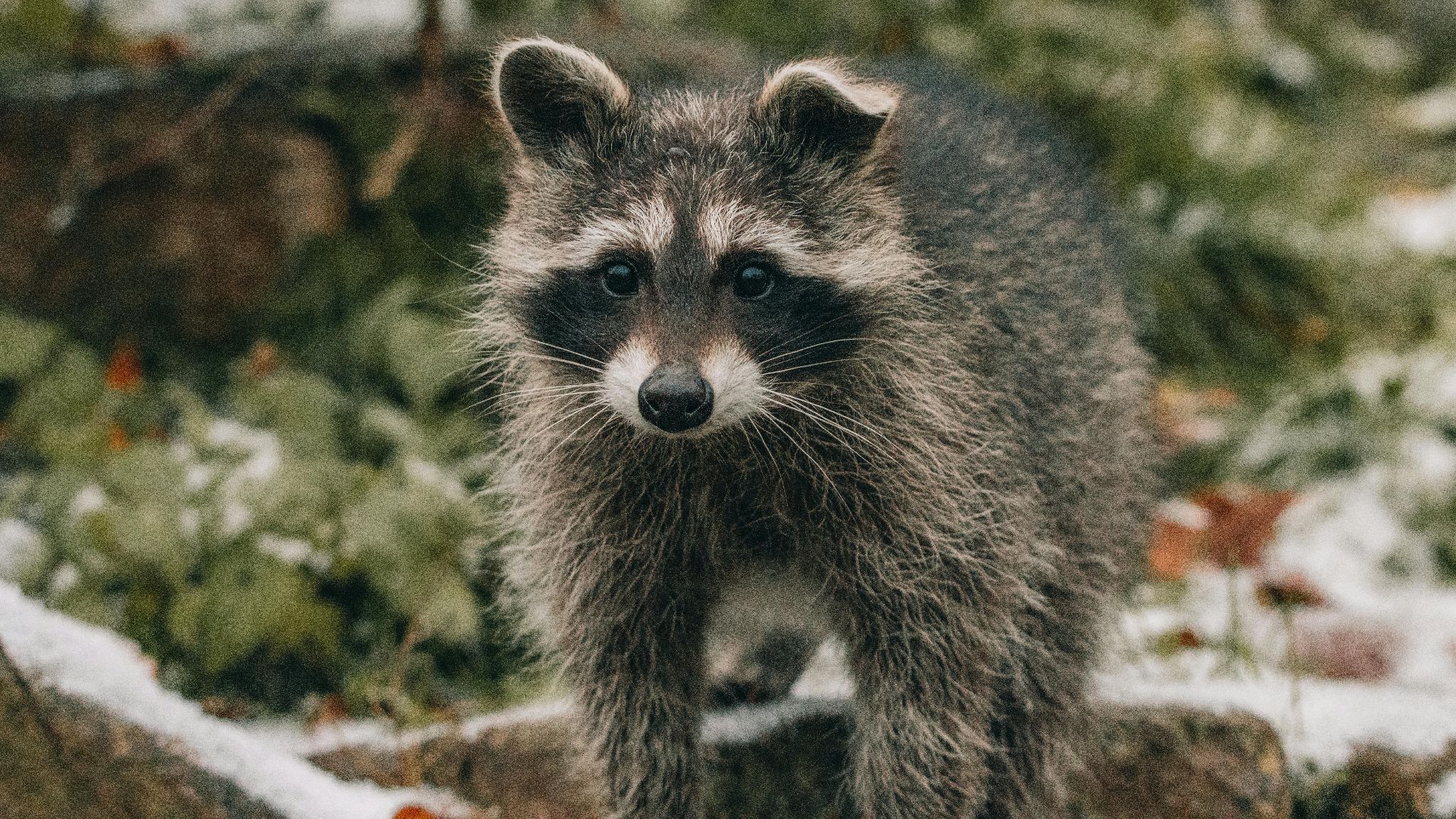 4. Rayures de raton laveur