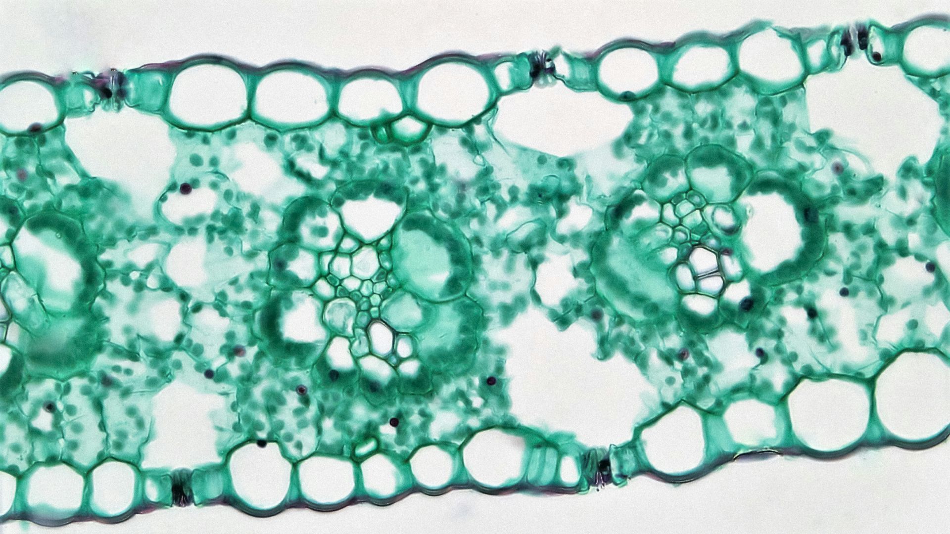 1. Intégrité de la membrane cellulaire