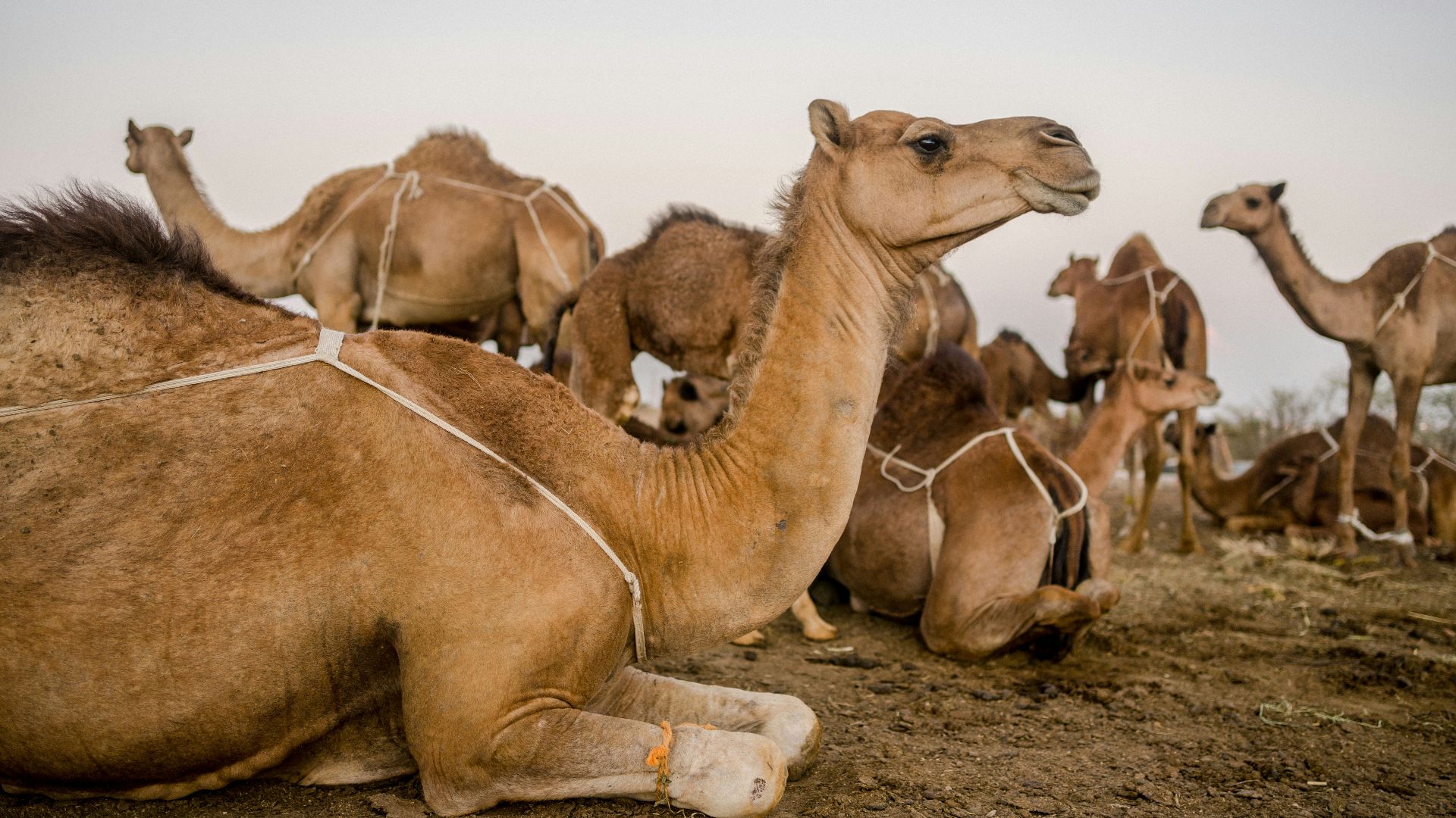 10. Cheveux de chameau