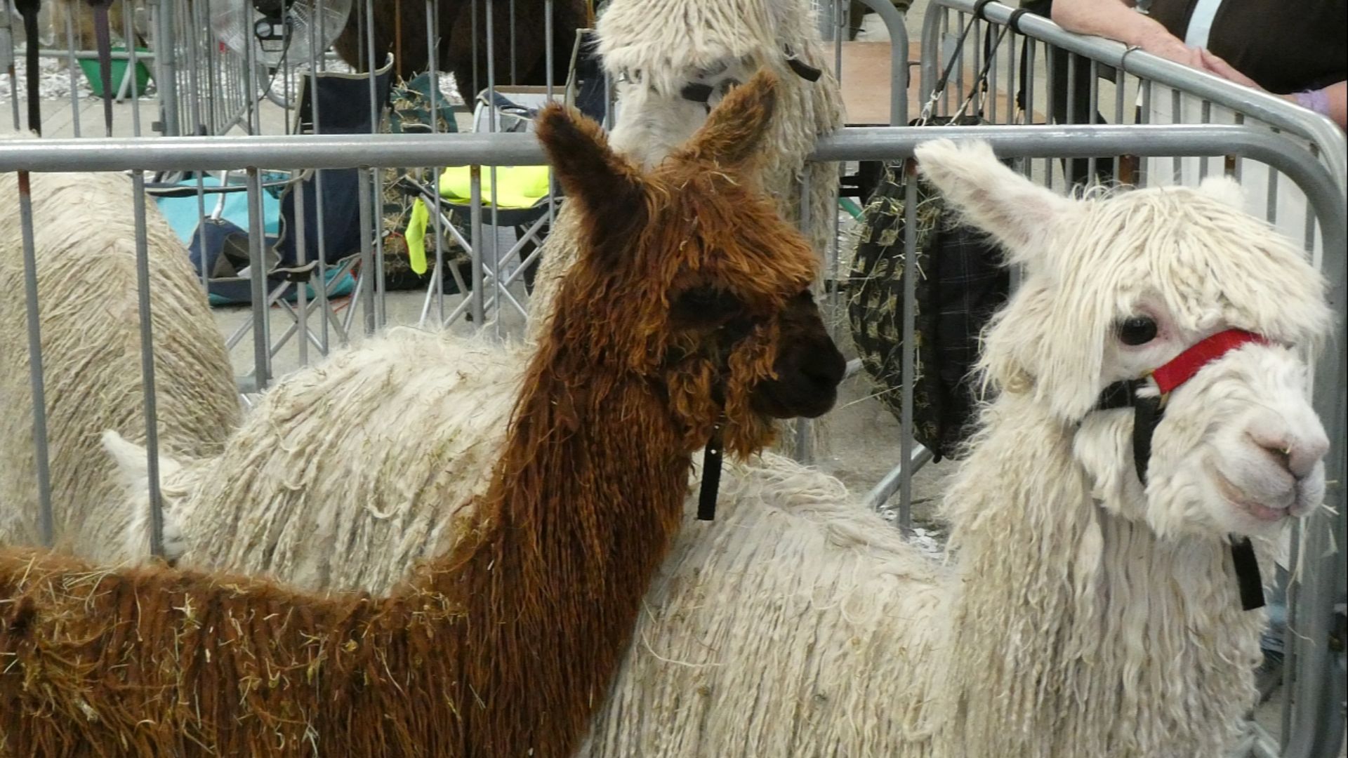 19. Laine Alpaga Suri