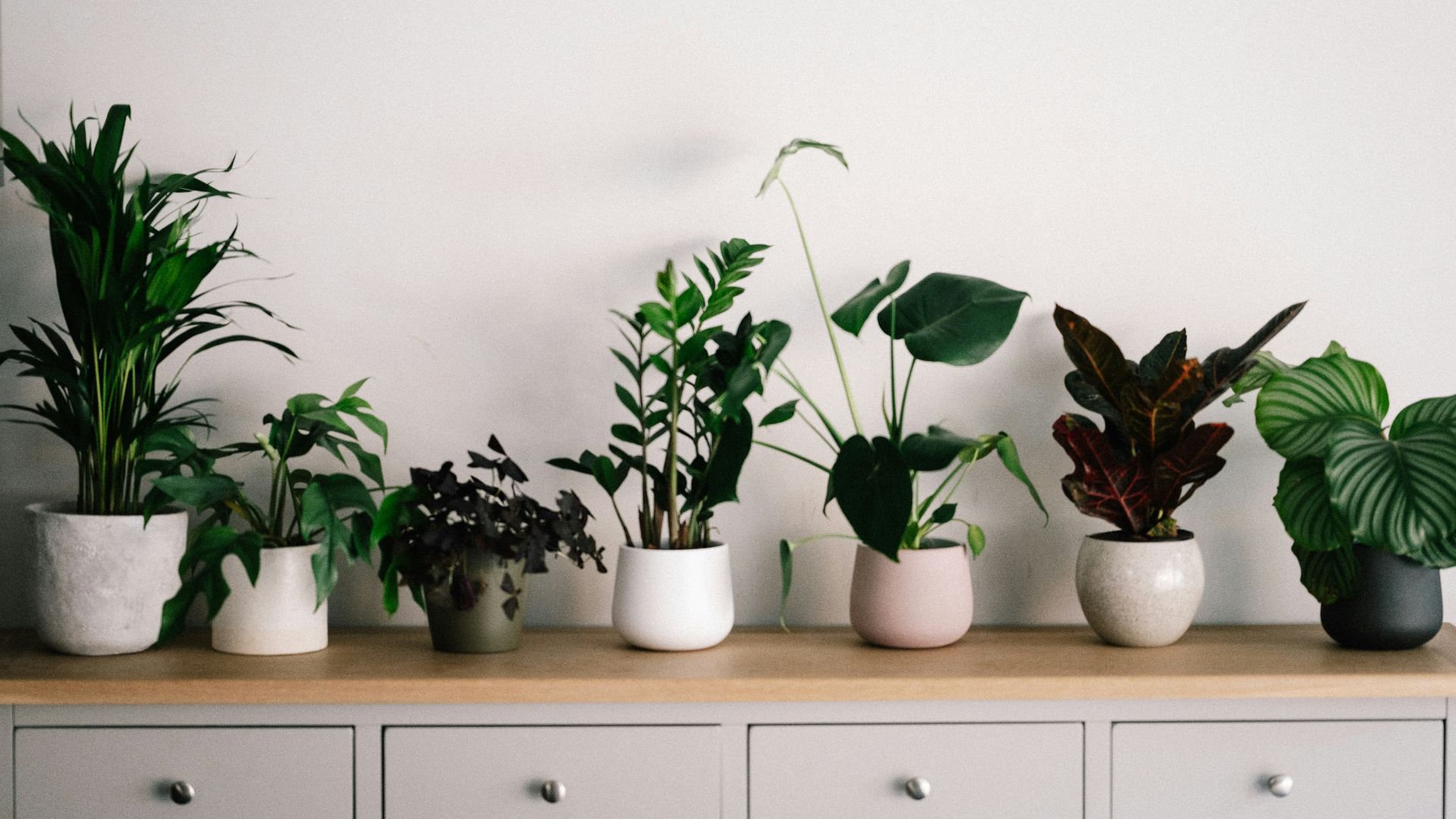 5. Plantes d'intérieur