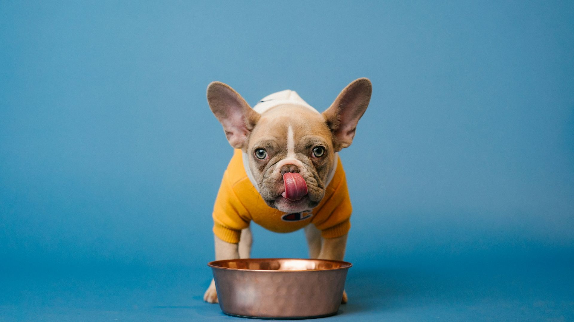 16. Nourriture et bols pour animaux de compagnie