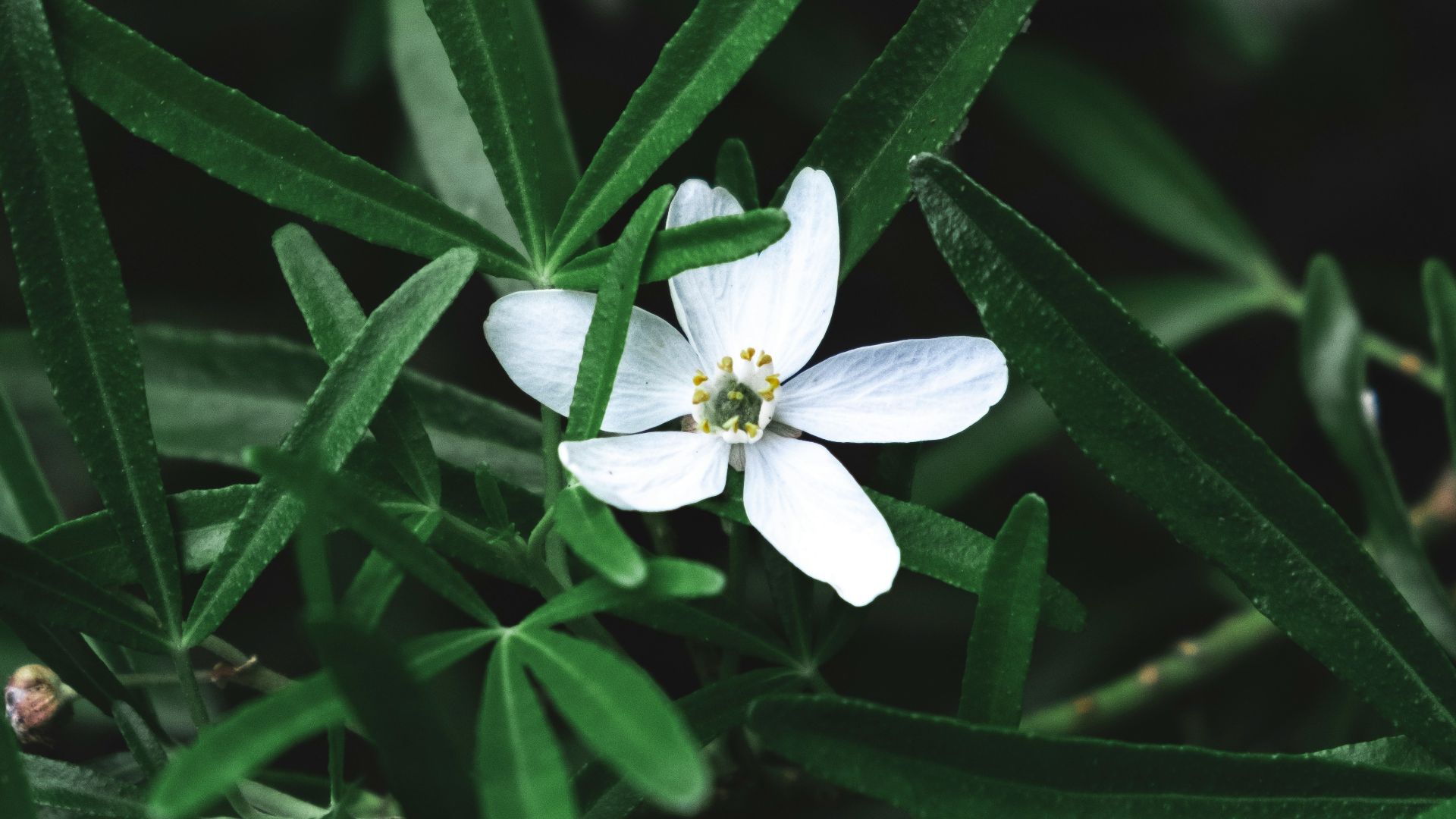 3. Lily Aldehyde
