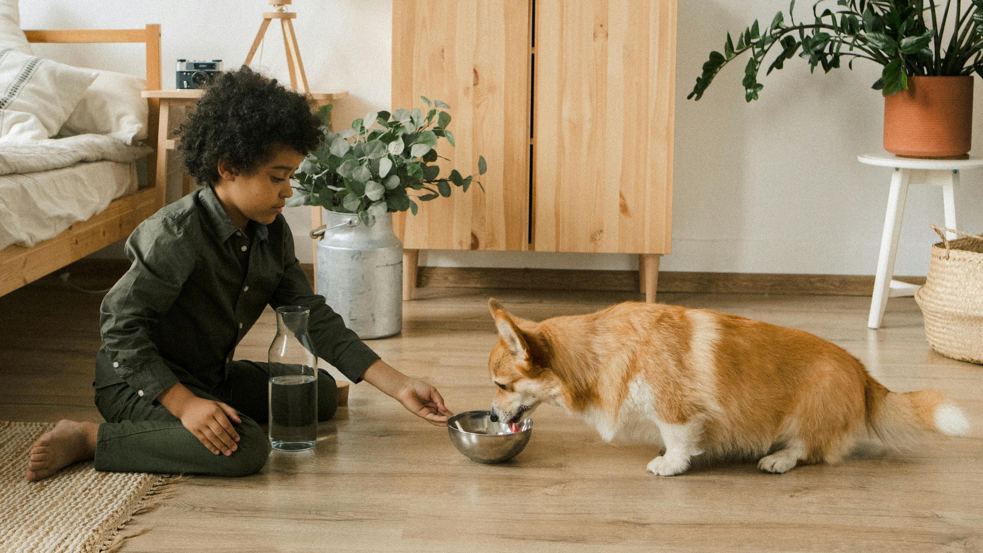 7. Nourrir et remplir d'eau les animaux domestiques