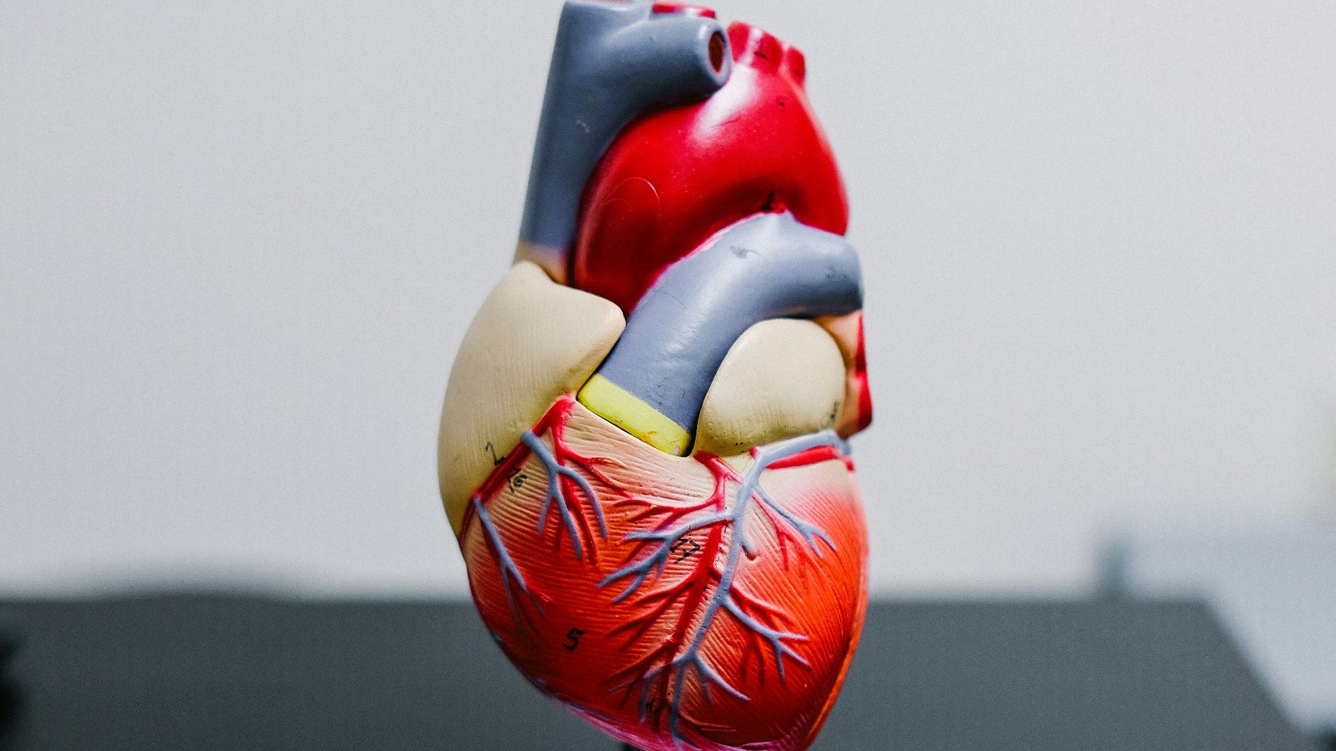 4. Favorise le rythme cardiaque