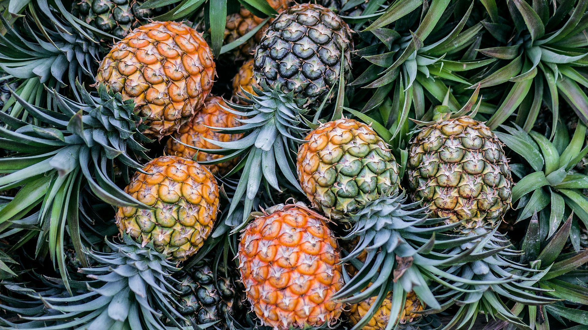 13. Ananas