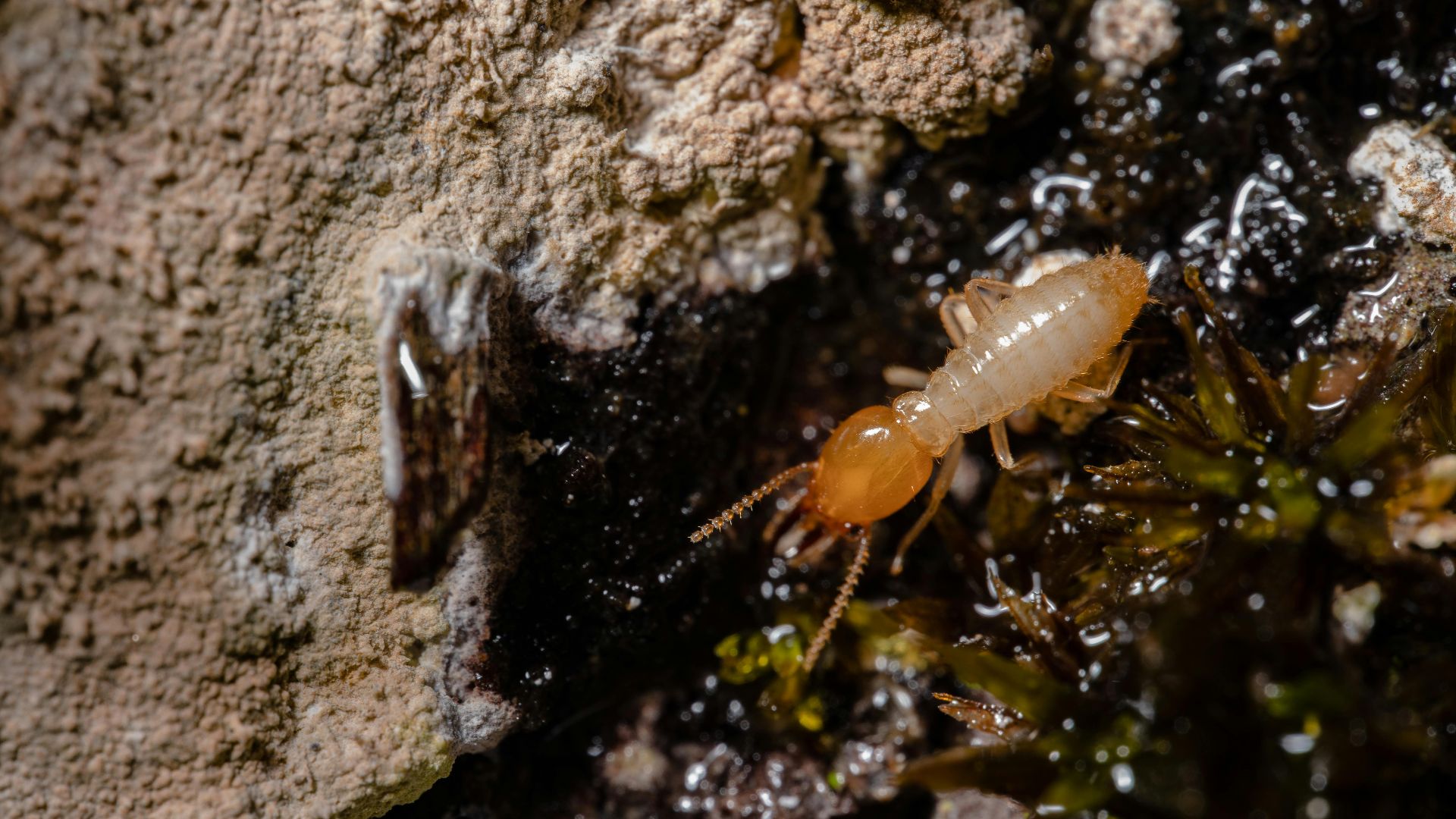 18. Infestation de parasites