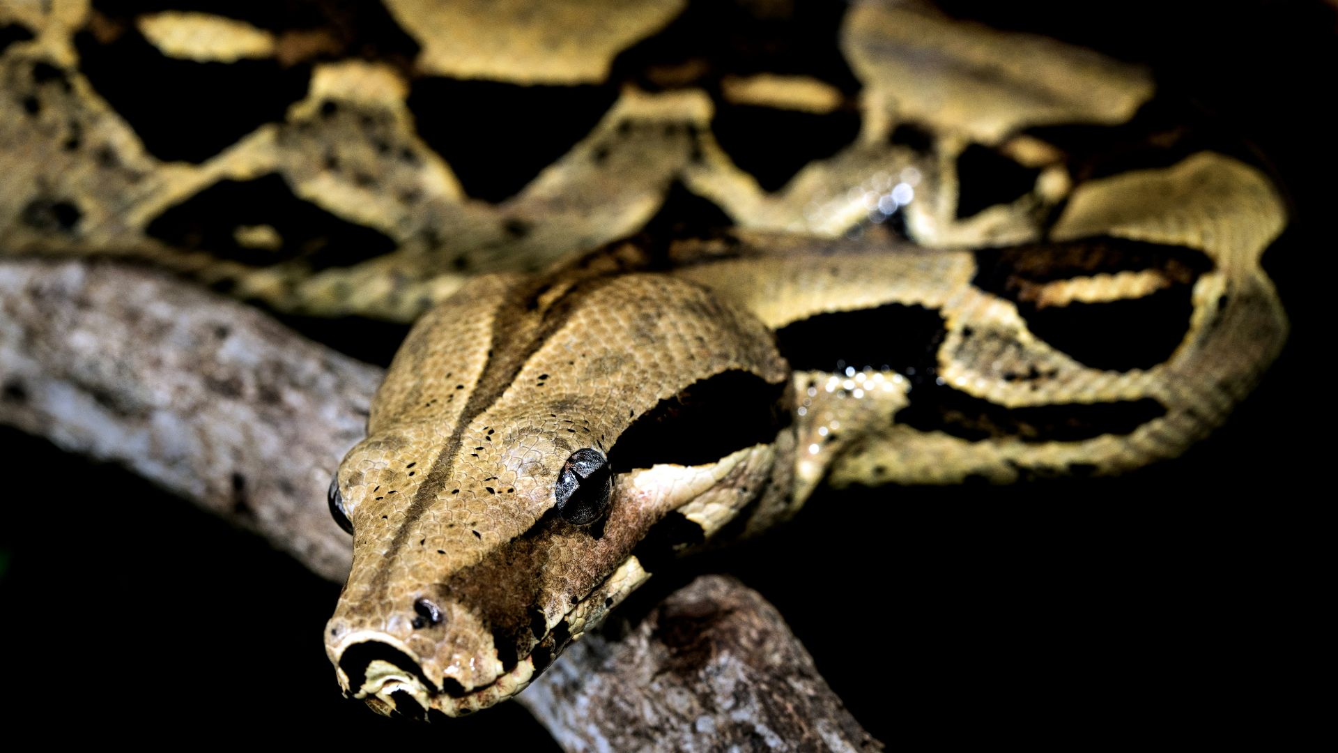1. Massage du serpent