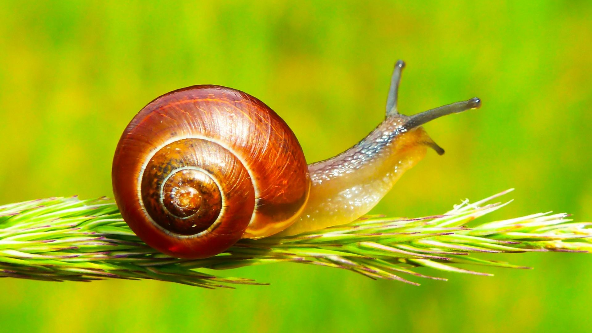 2. Soins du visage à l'escargot