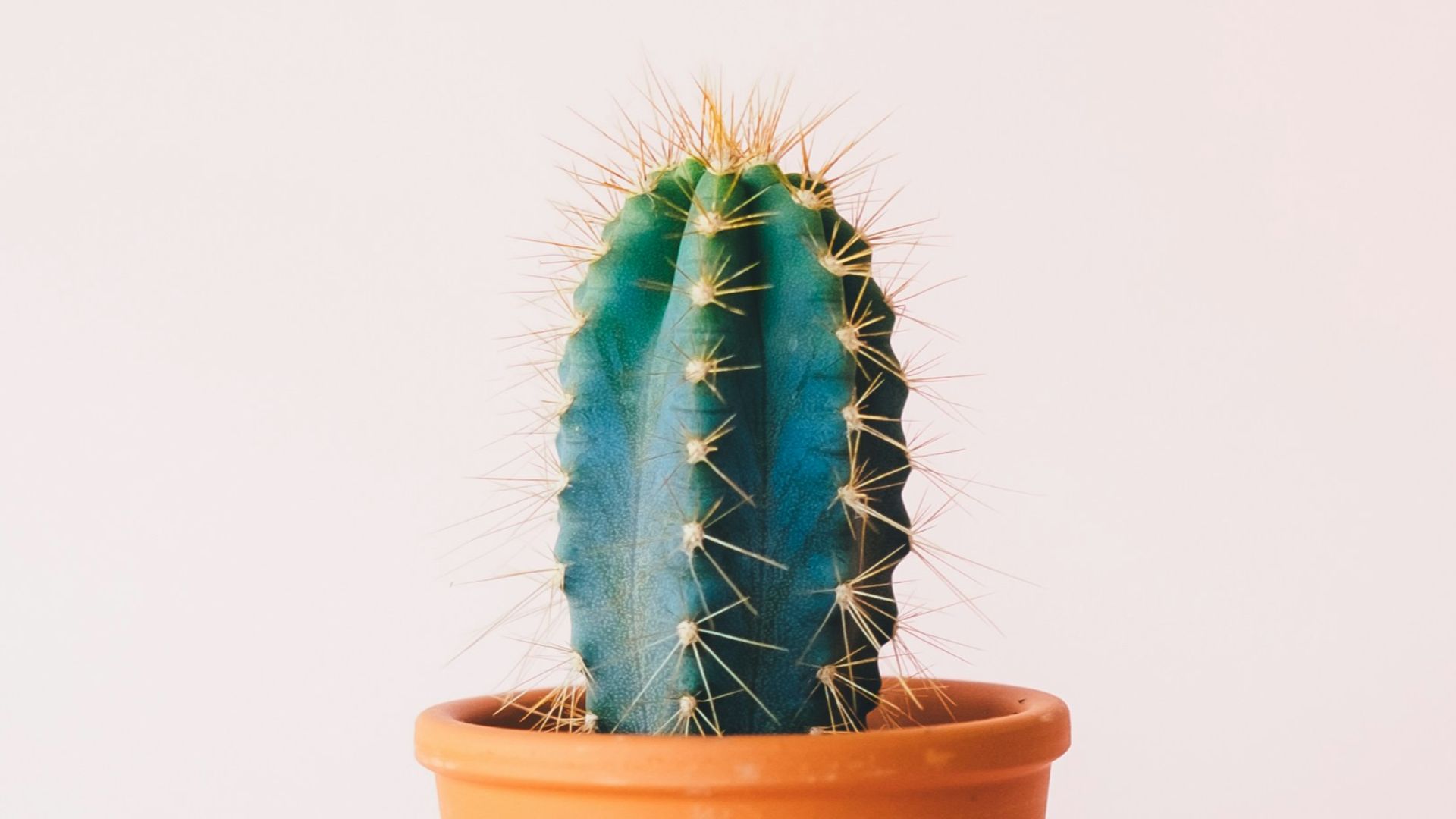 8. Massage au cactus