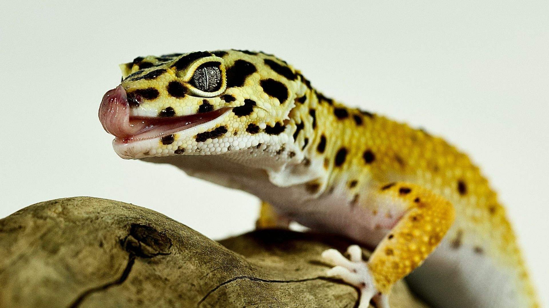 10 reptiles pour enfants débutants et 10 à éviter à tout prix