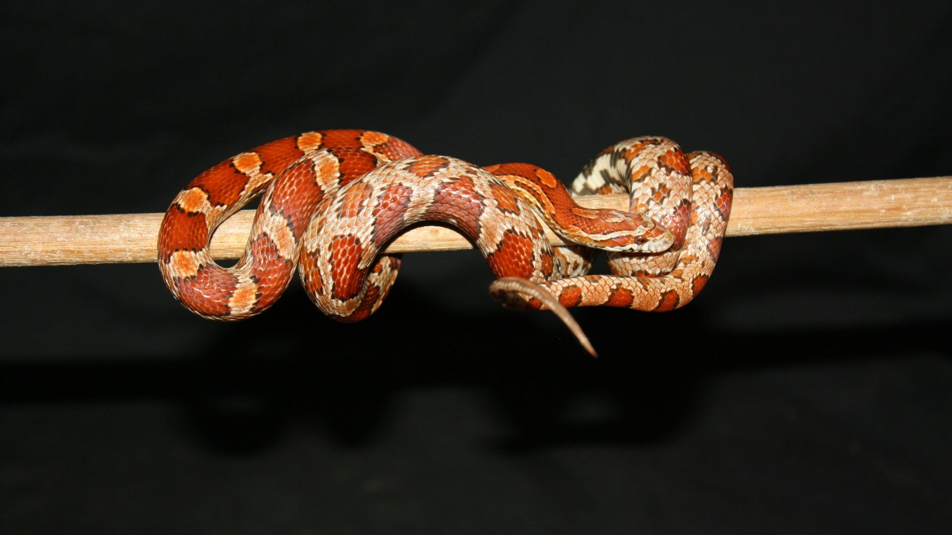 2. Serpent de maïs